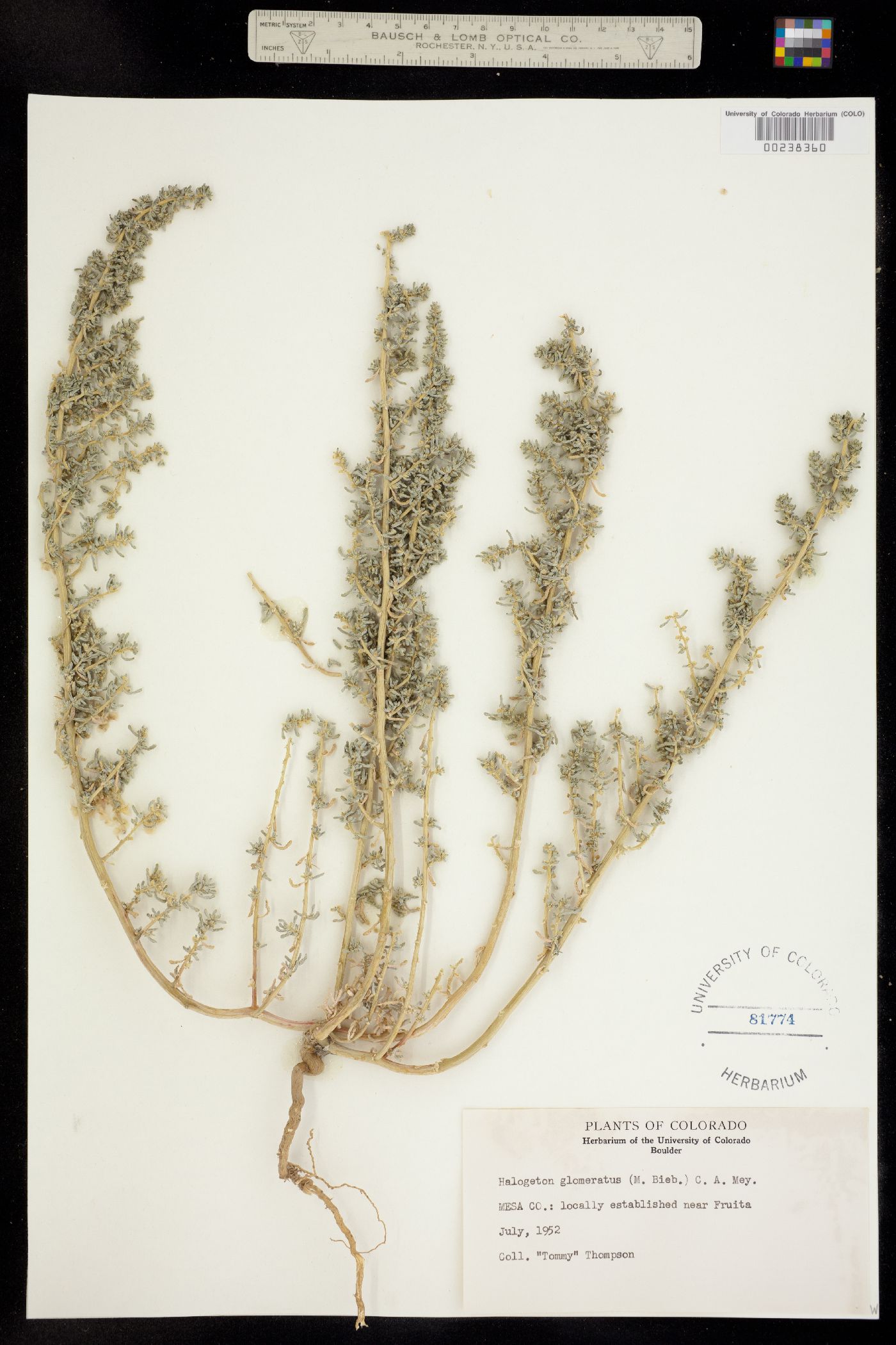 Halogeton glomeratus image