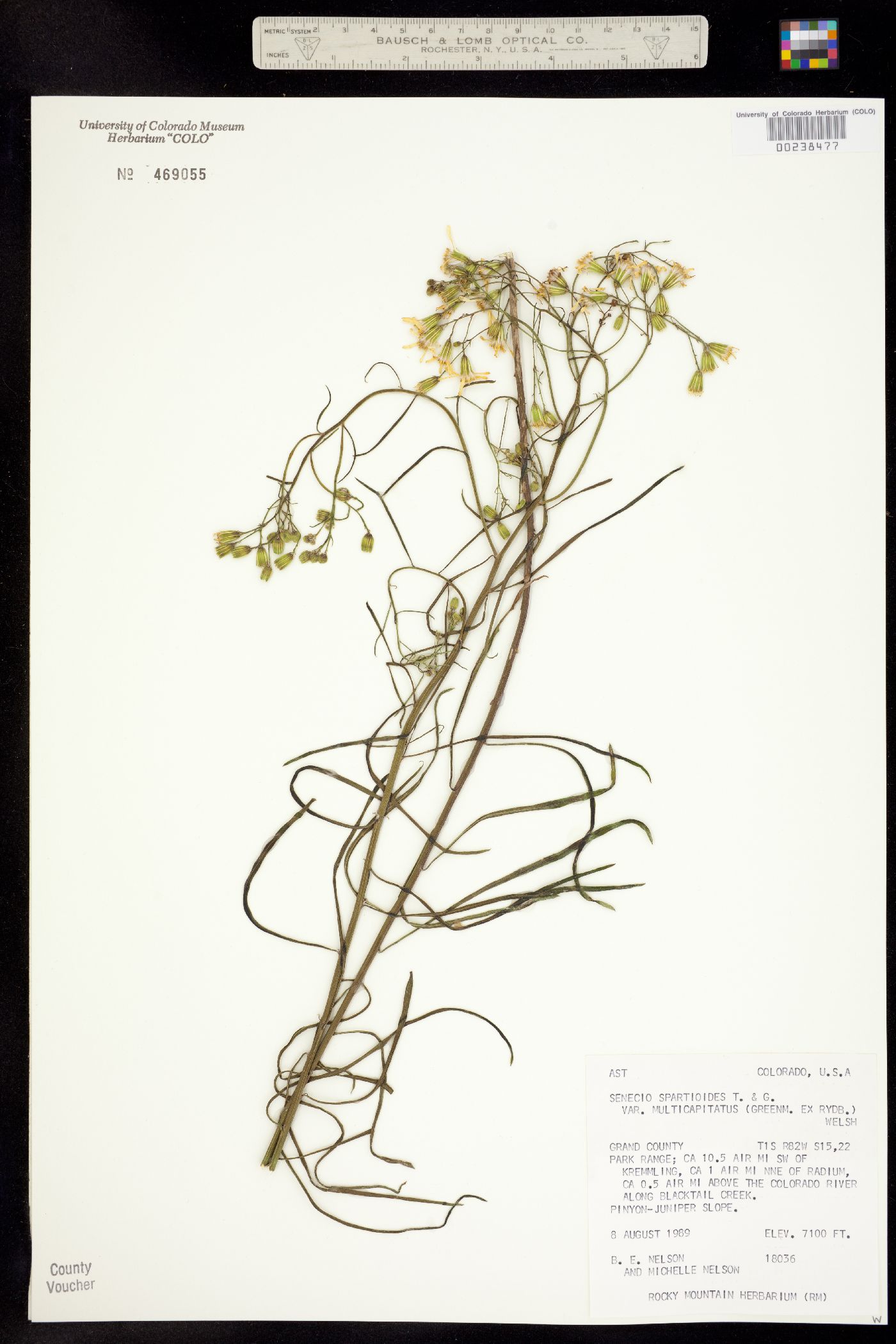 Senecio spartioides image