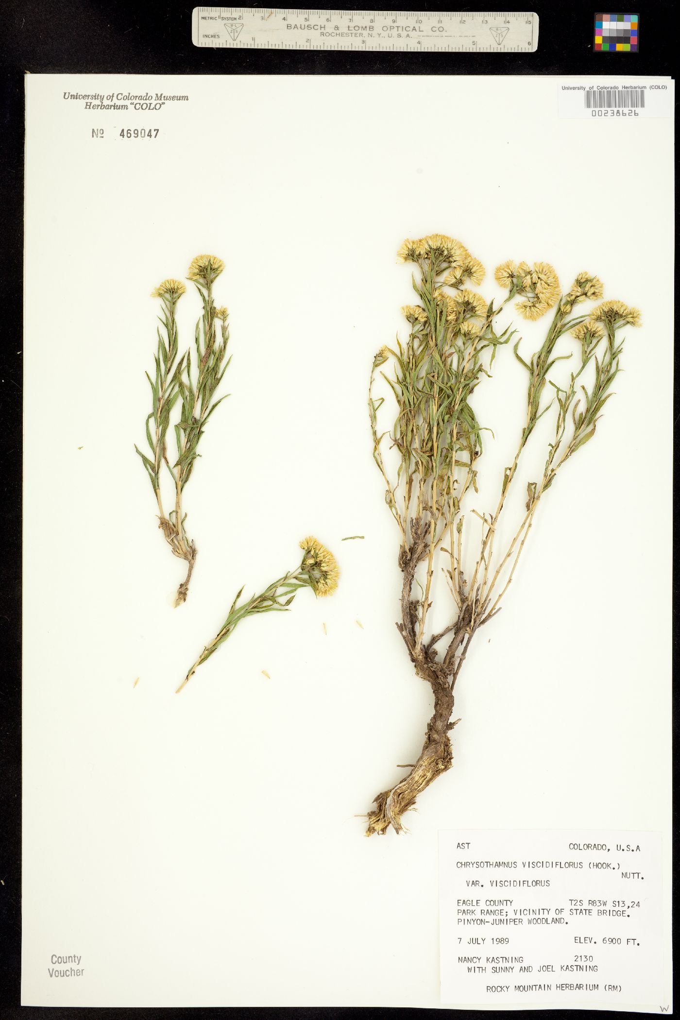 Chrysothamnus viscidiflorus ssp. viscidiflorus image