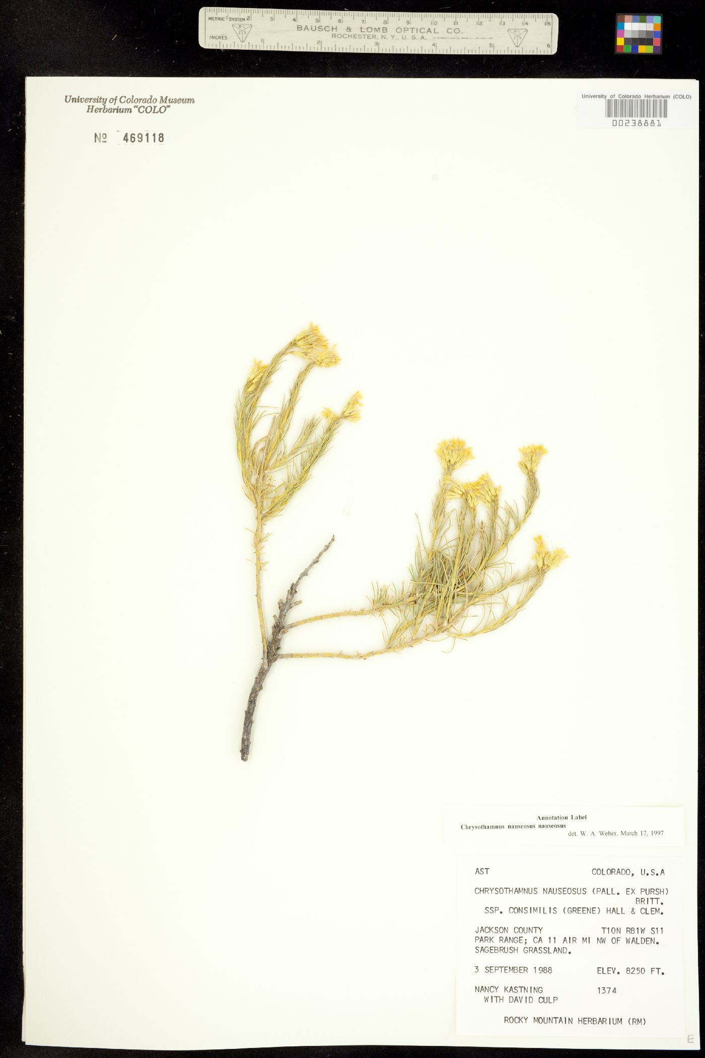 Chrysothamnus nauseosus ssp. nauseosus image