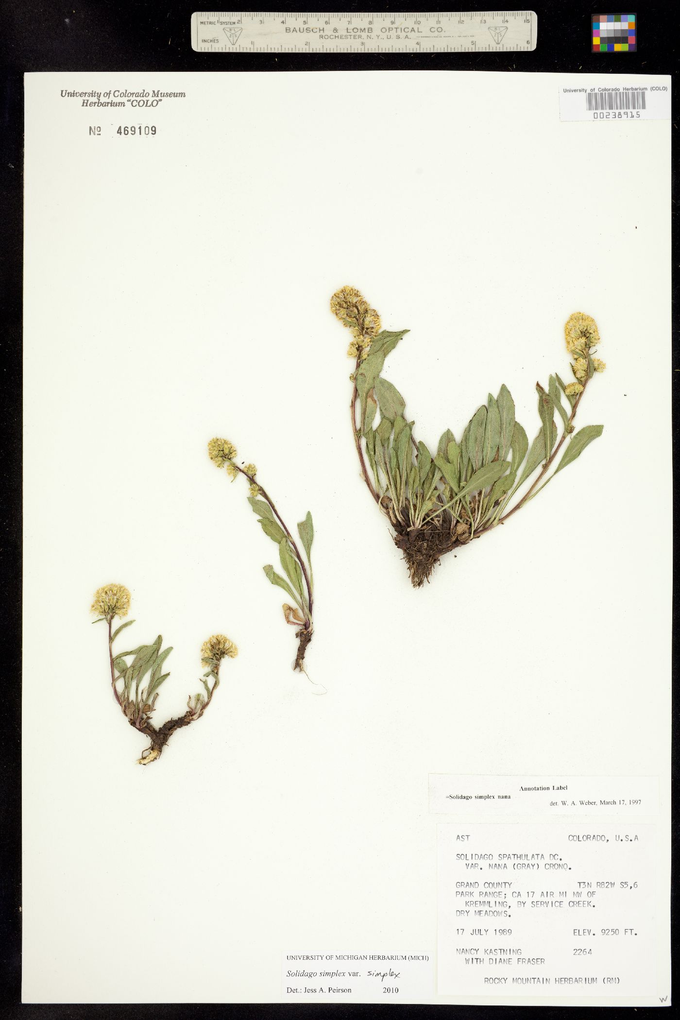 Solidago simplex var. simplex image