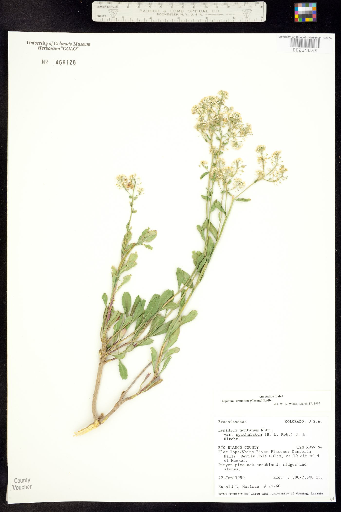 Lepidium crenatum image