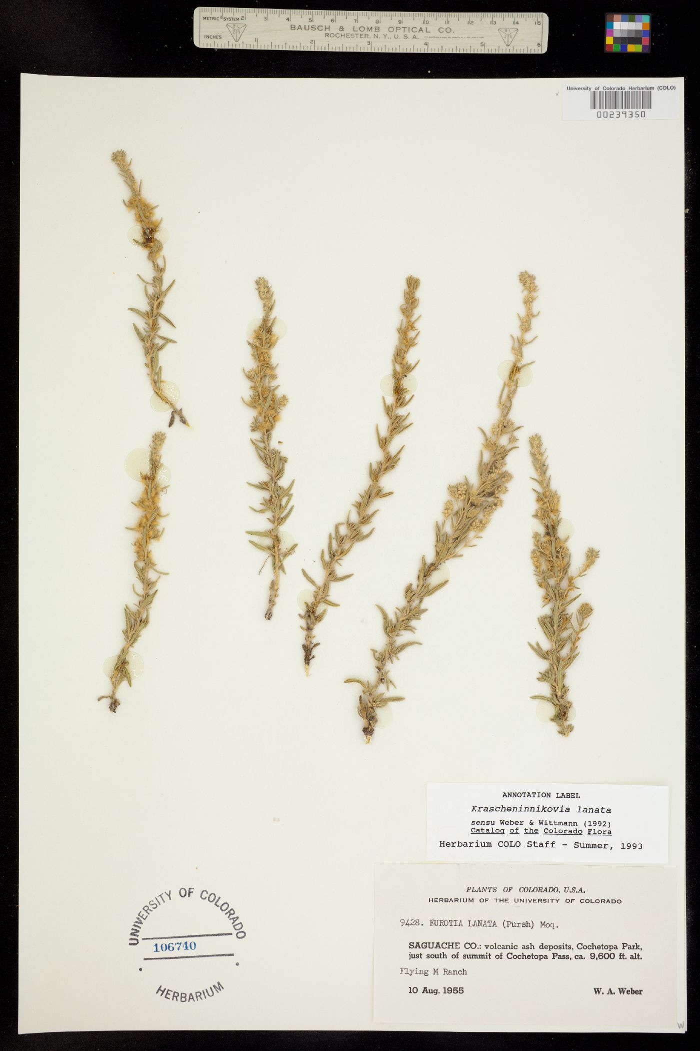 Krascheninnikovia lanata image