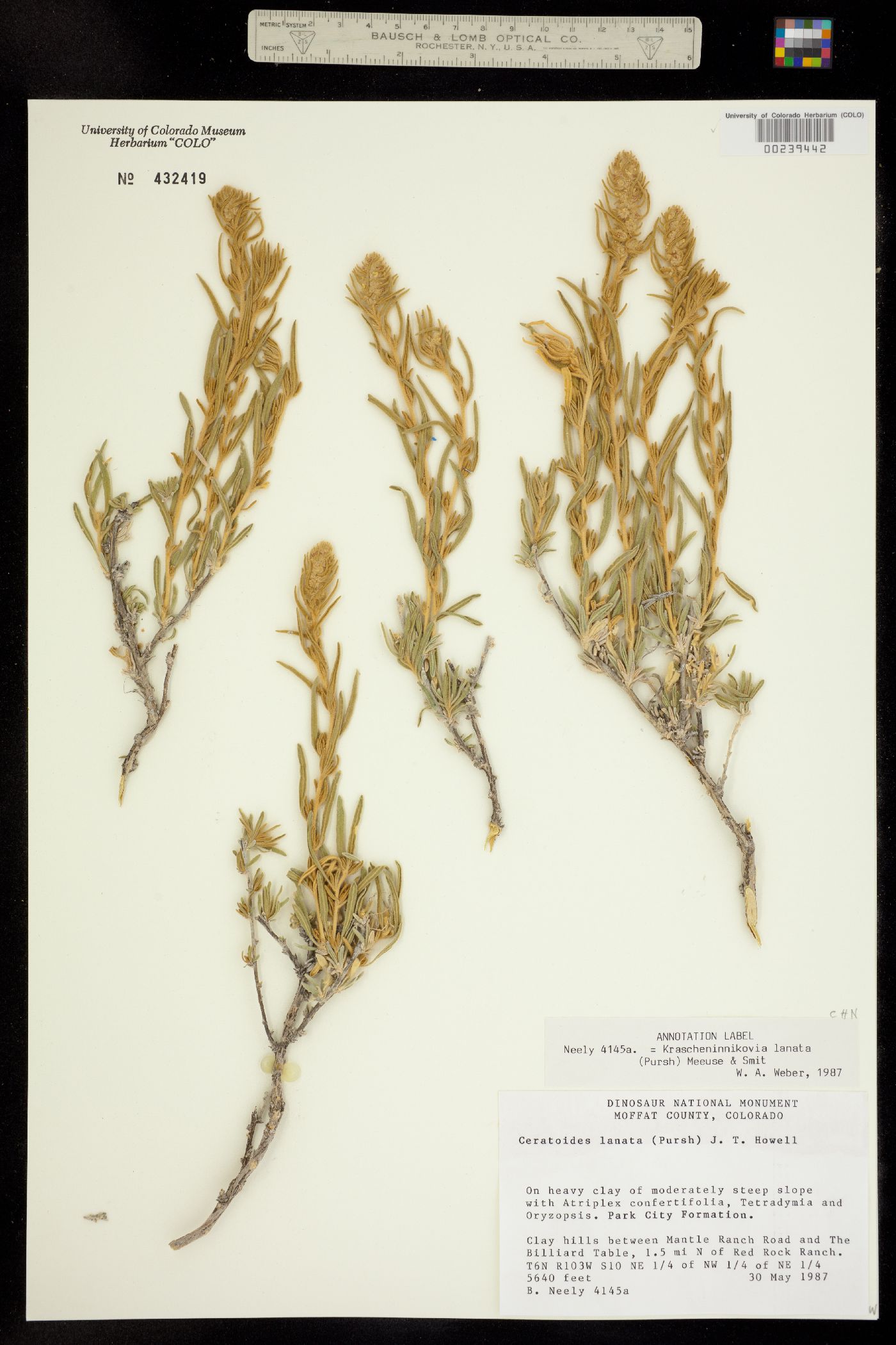 Krascheninnikovia lanata image