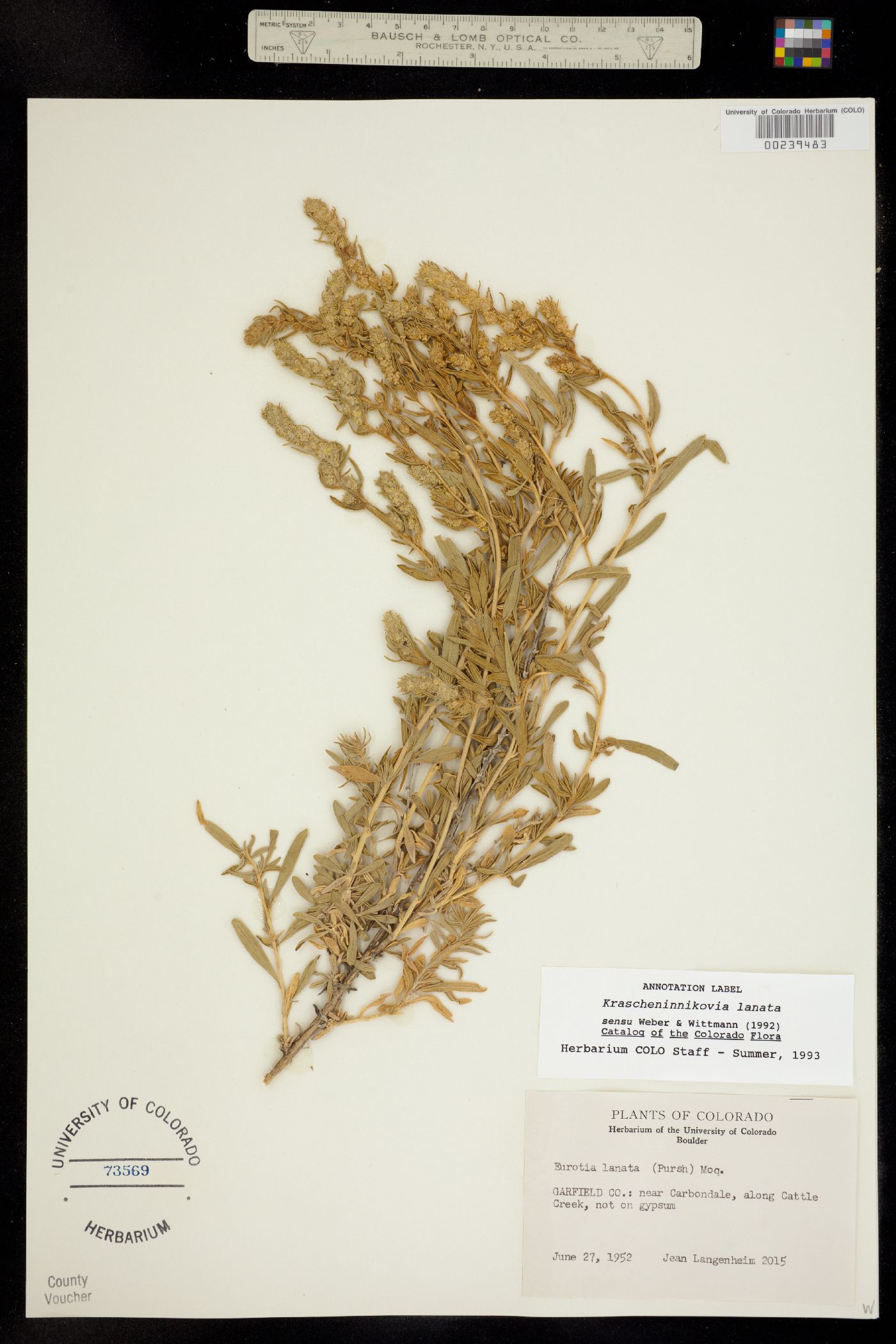 Krascheninnikovia lanata image