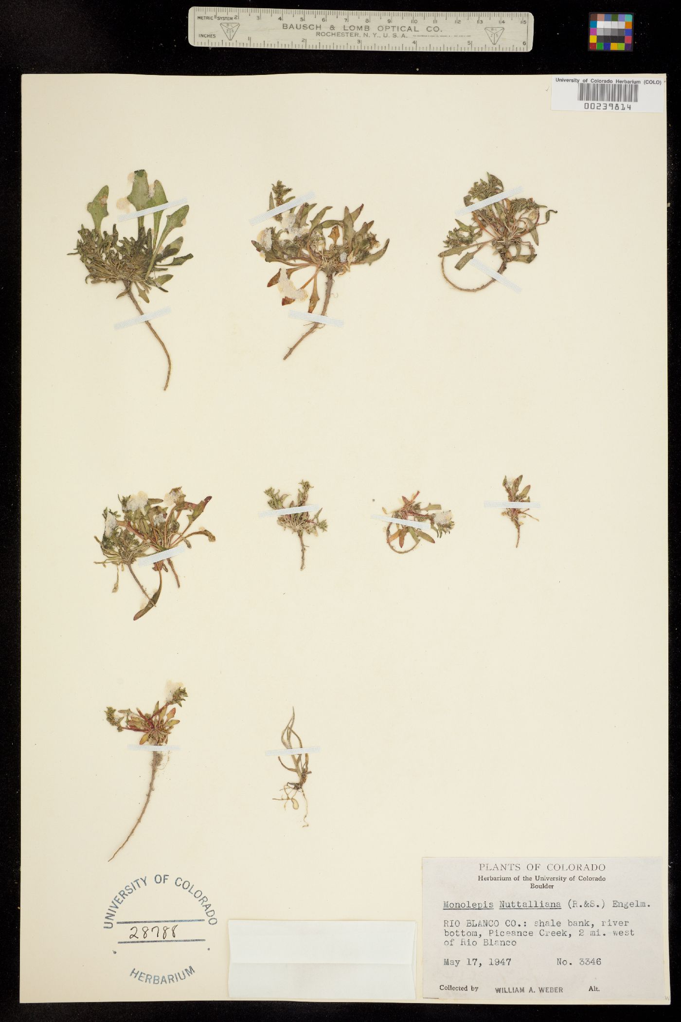 Monolepis nuttalliana image