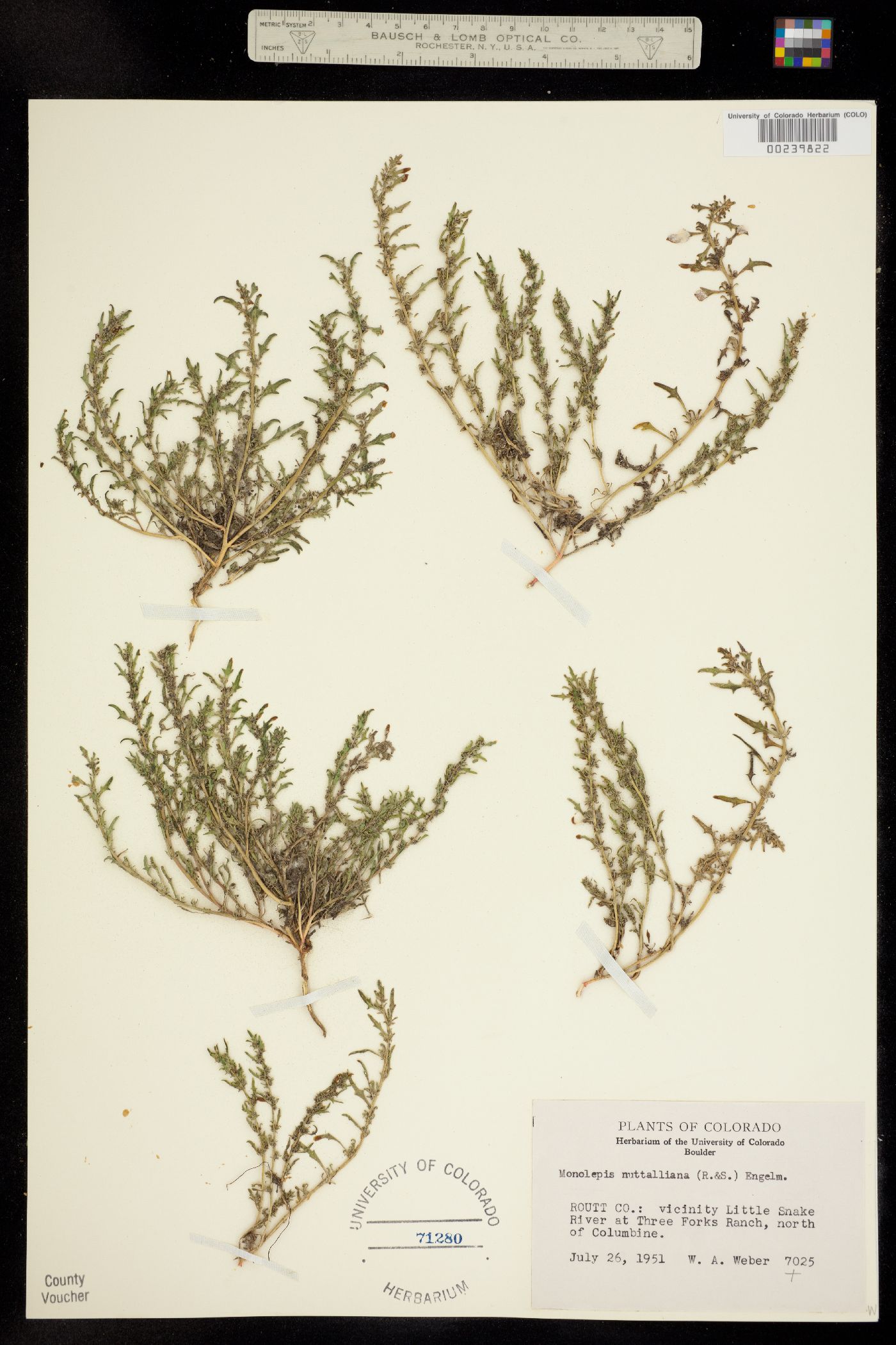 Monolepis nuttalliana image