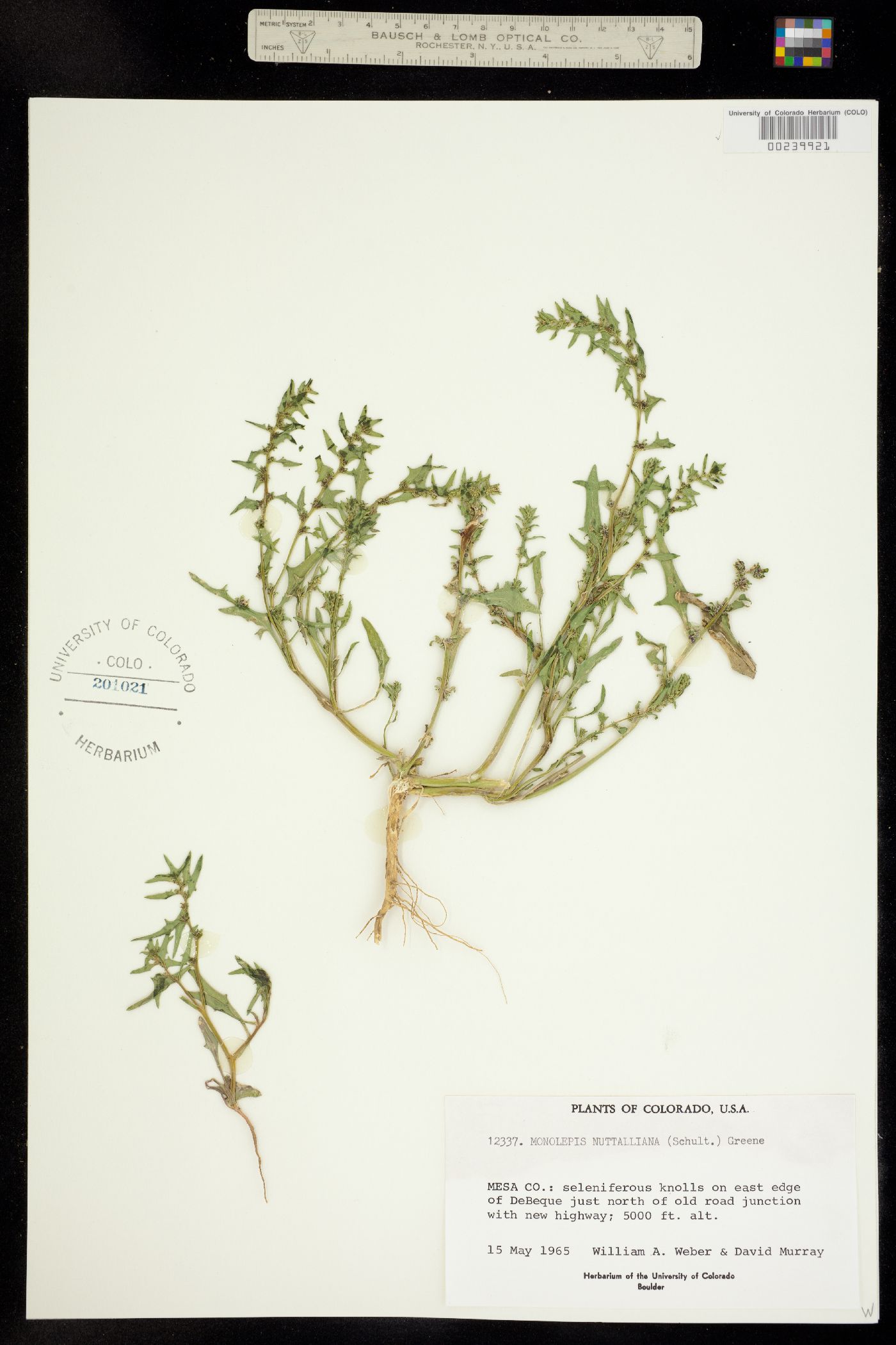 Monolepis nuttalliana image