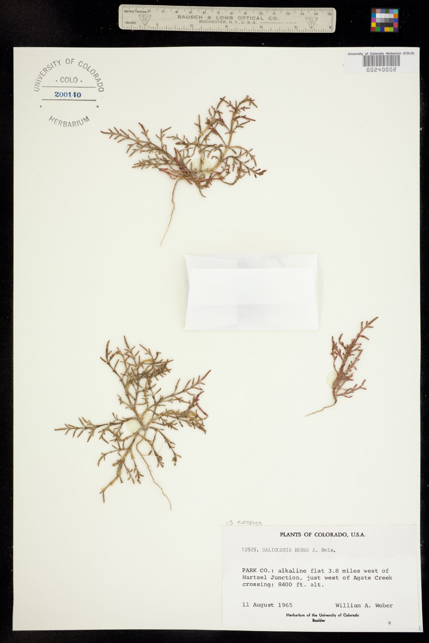 Salicornia rubra image