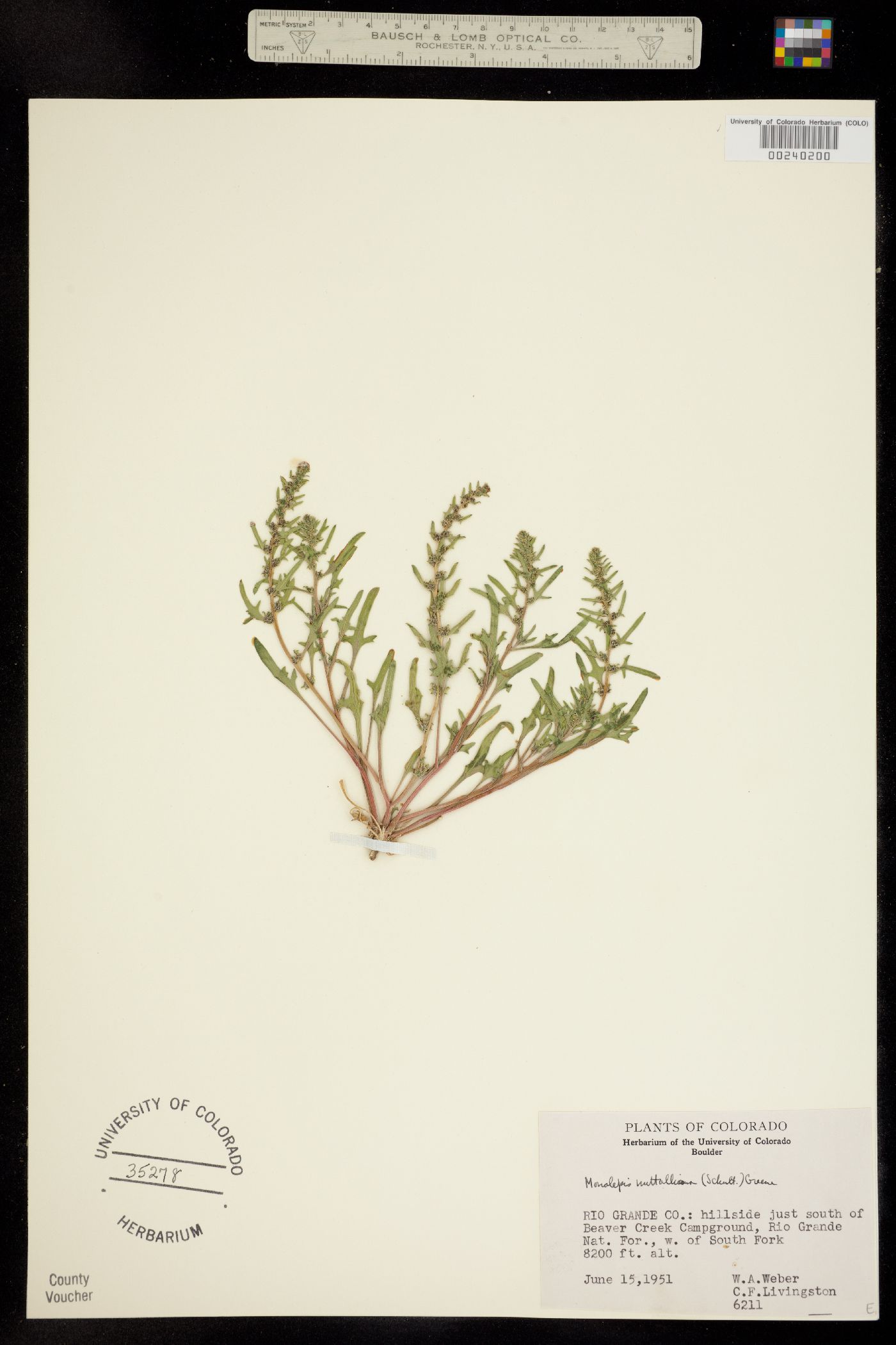 Monolepis nuttalliana image