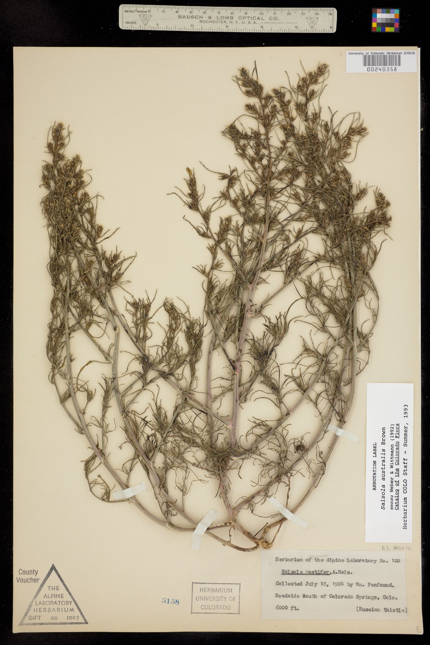 Salsola australis image
