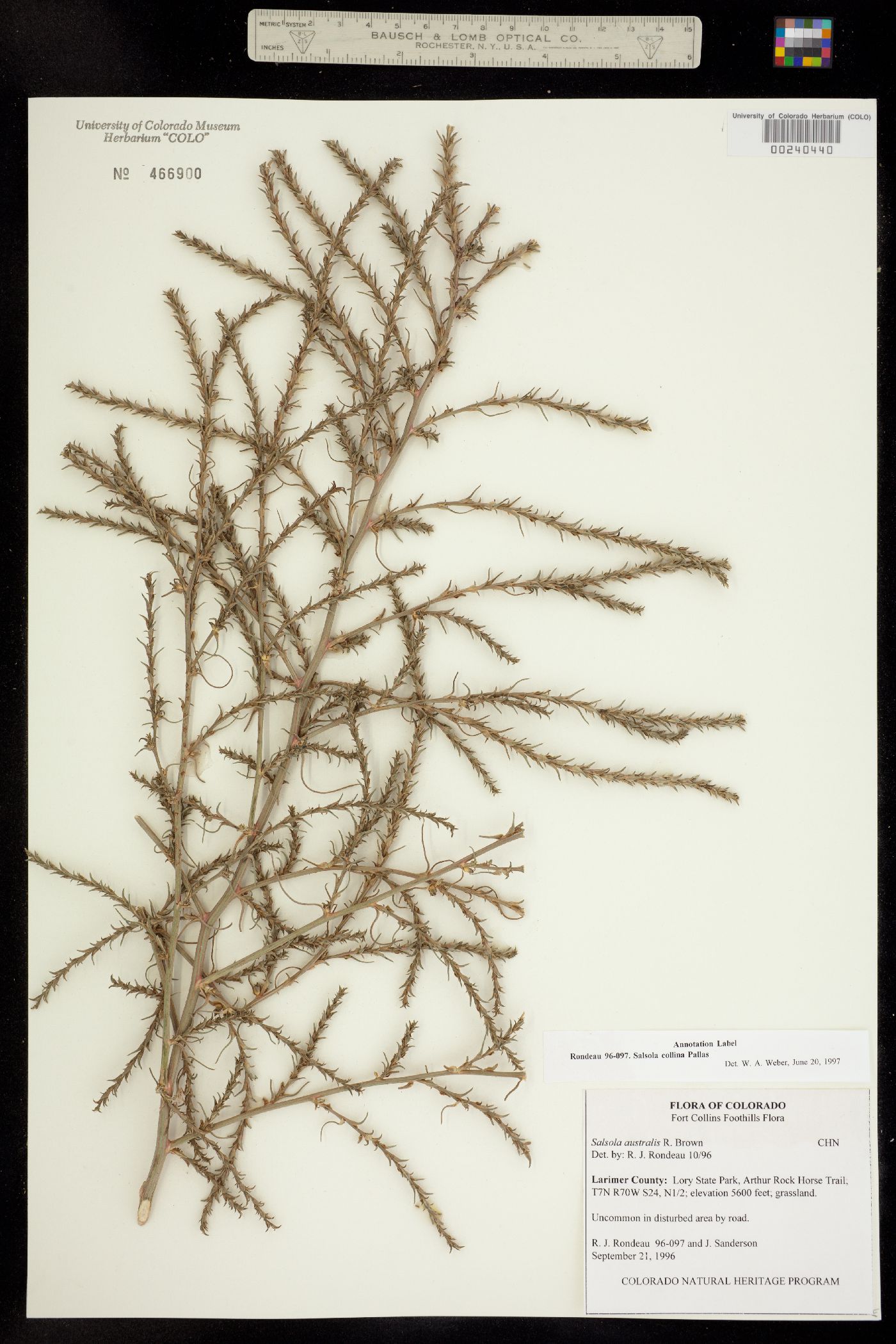 Salsola collina image