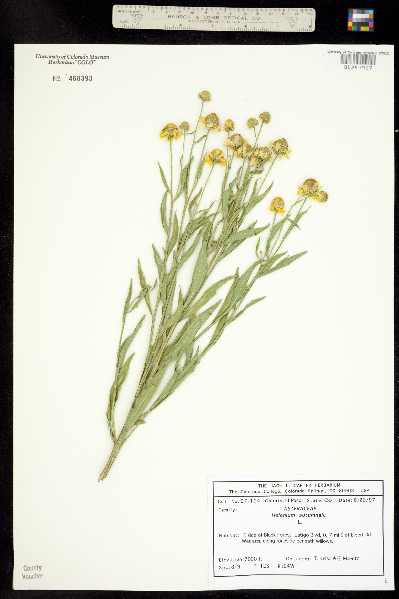 Helenium autumnale image