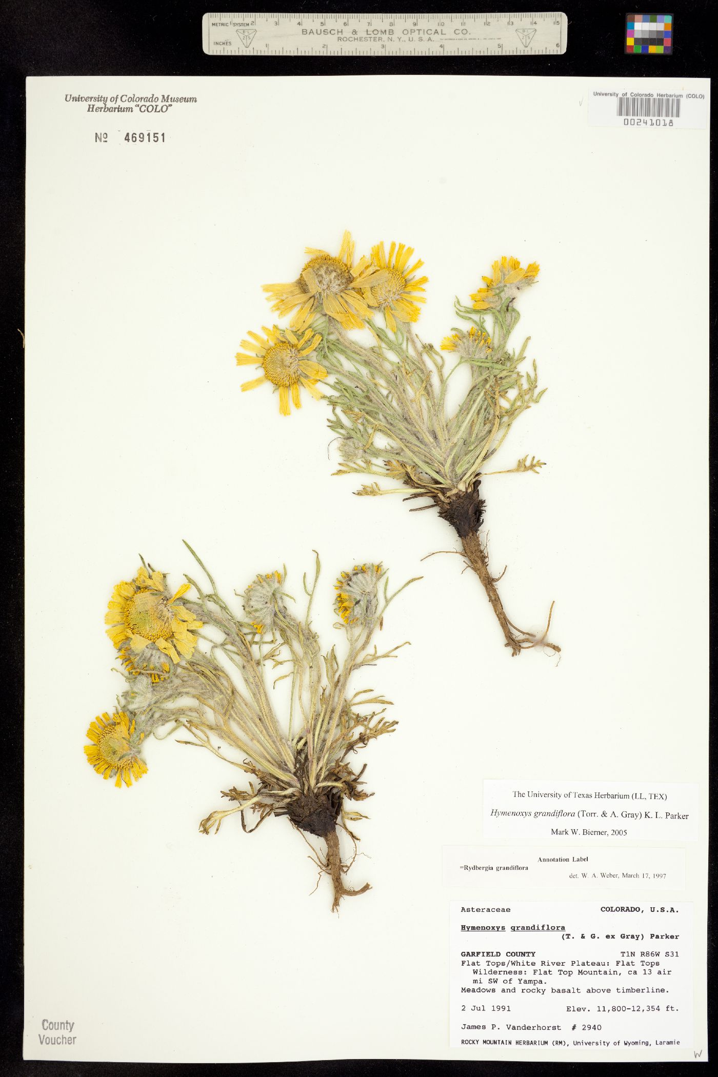 Rydbergia grandiflora image