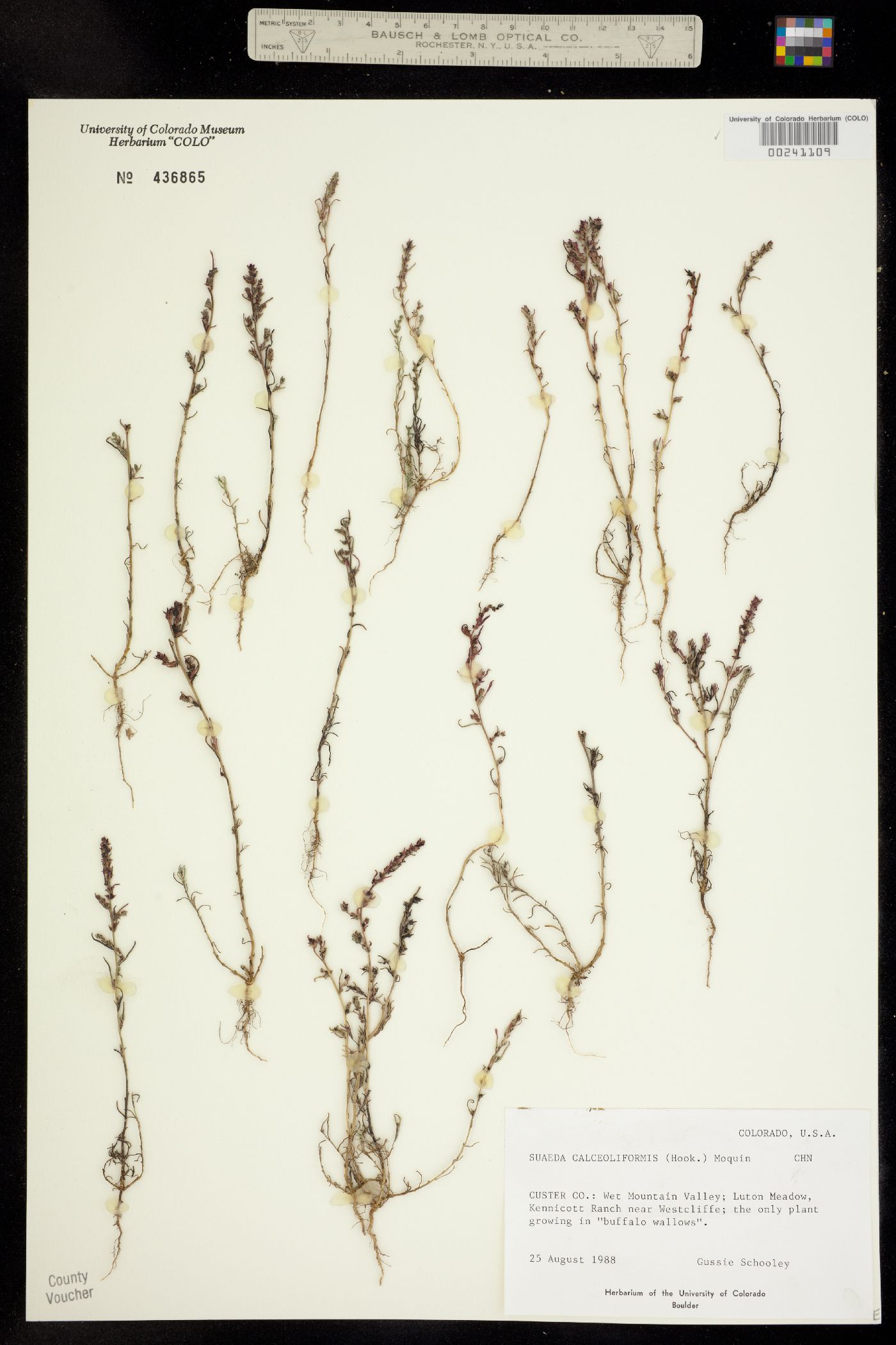 Suaeda calceoliformis image