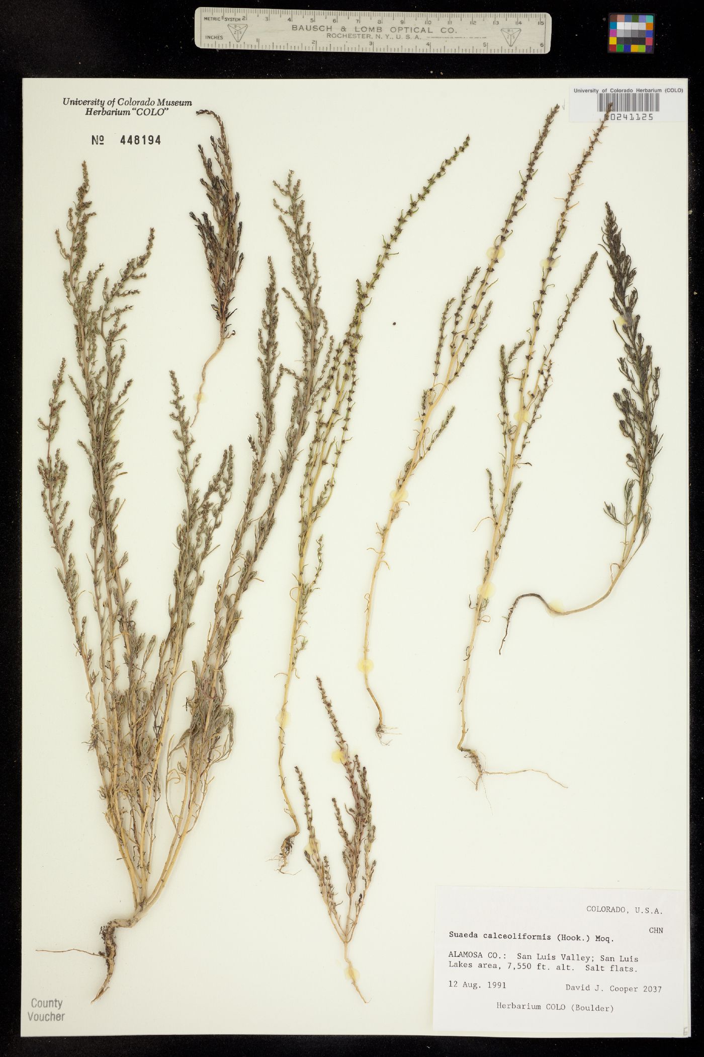 Suaeda calceoliformis image