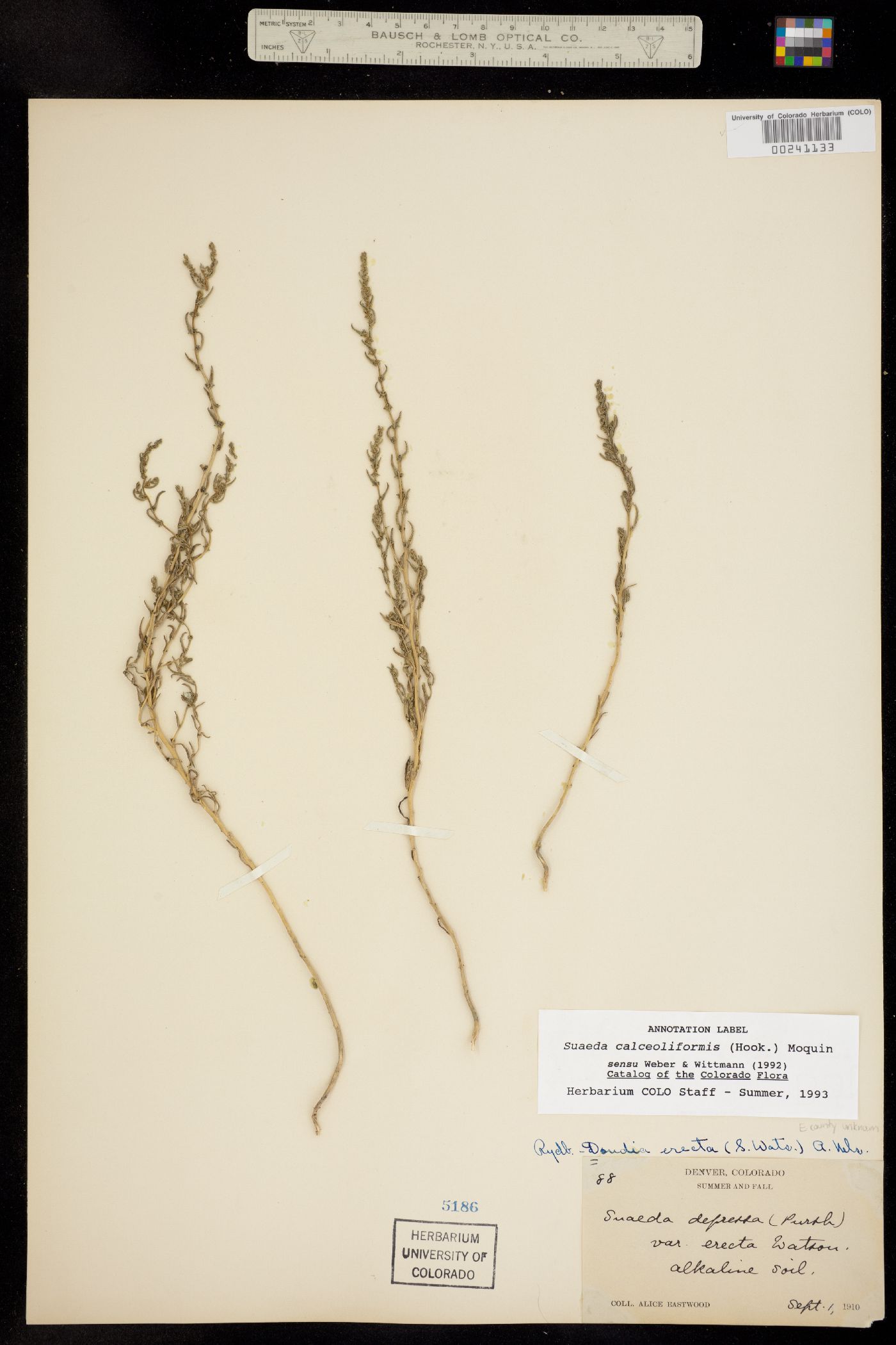 Suaeda calceoliformis image