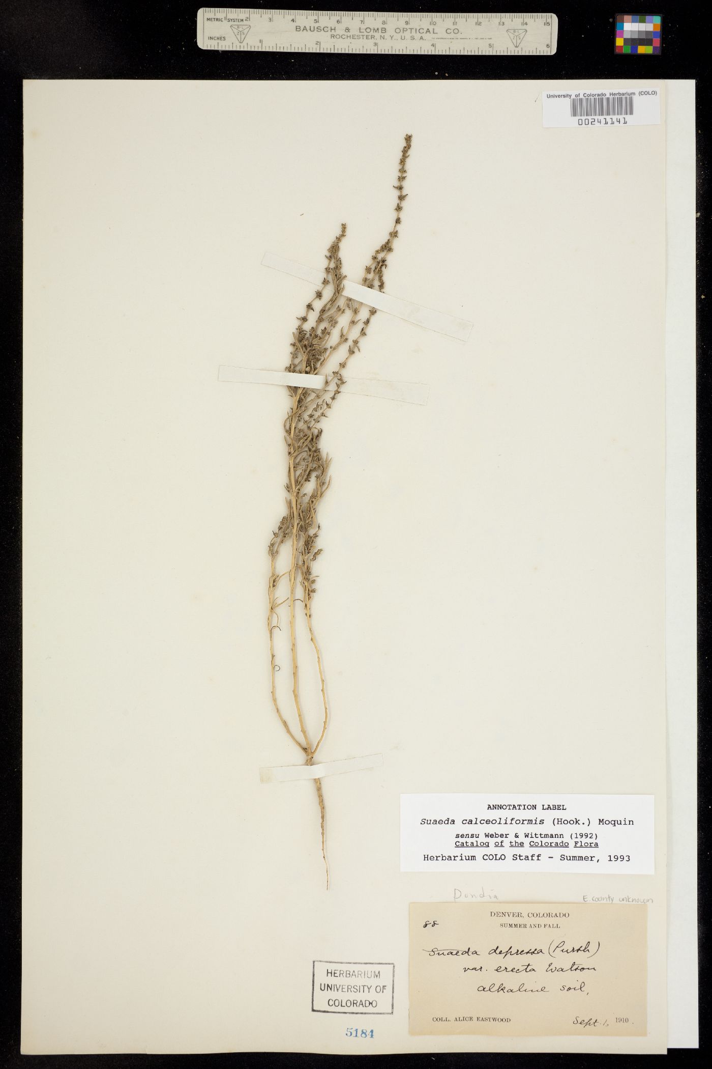 Suaeda calceoliformis image