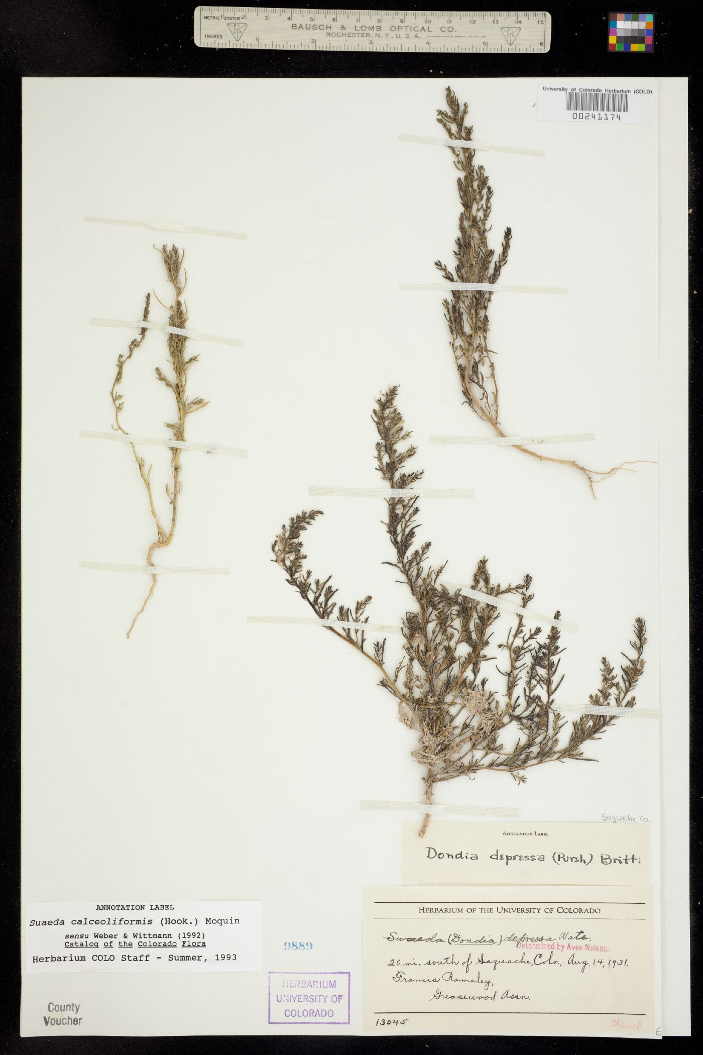 Suaeda calceoliformis image