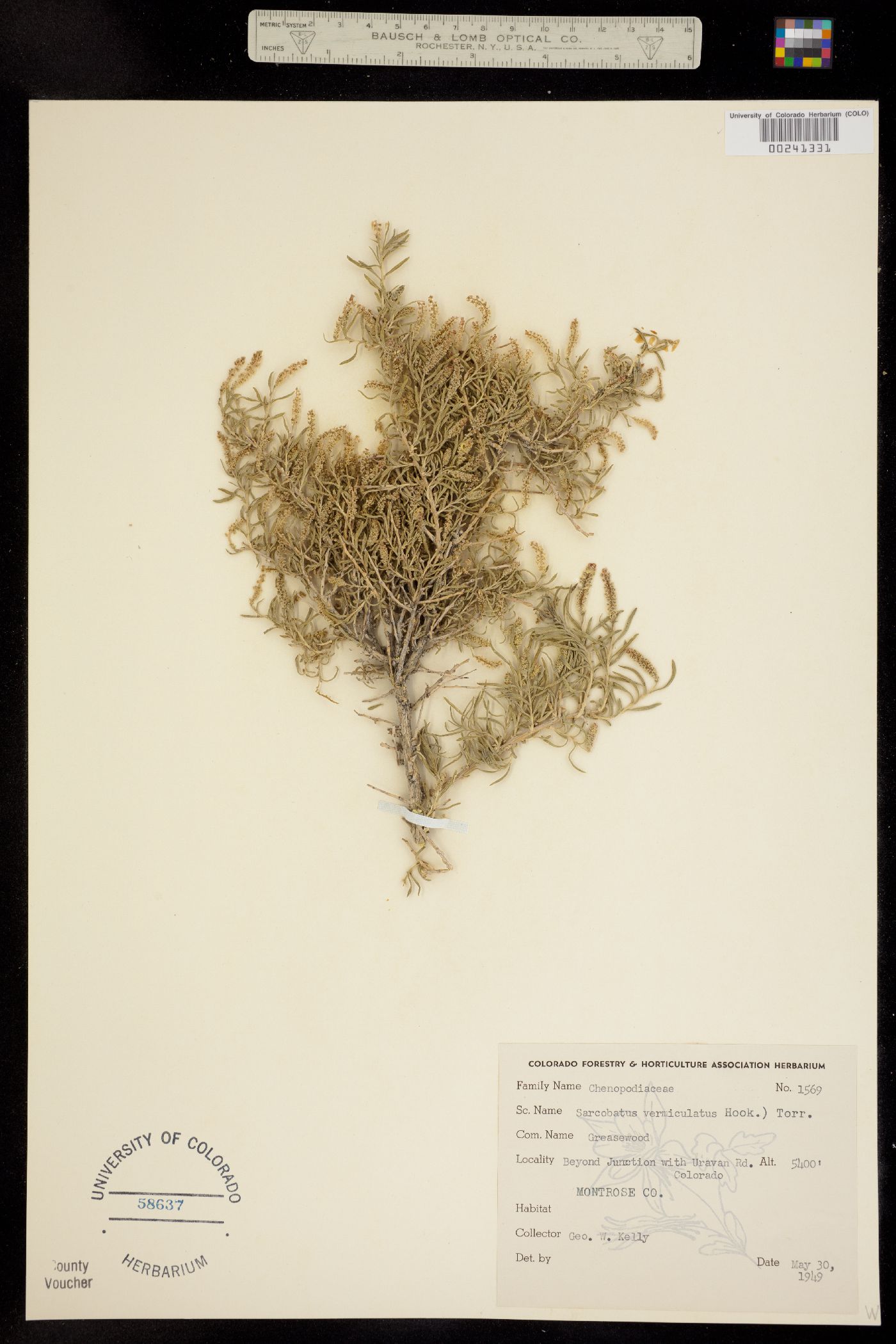Sarcobatus vermiculatus image