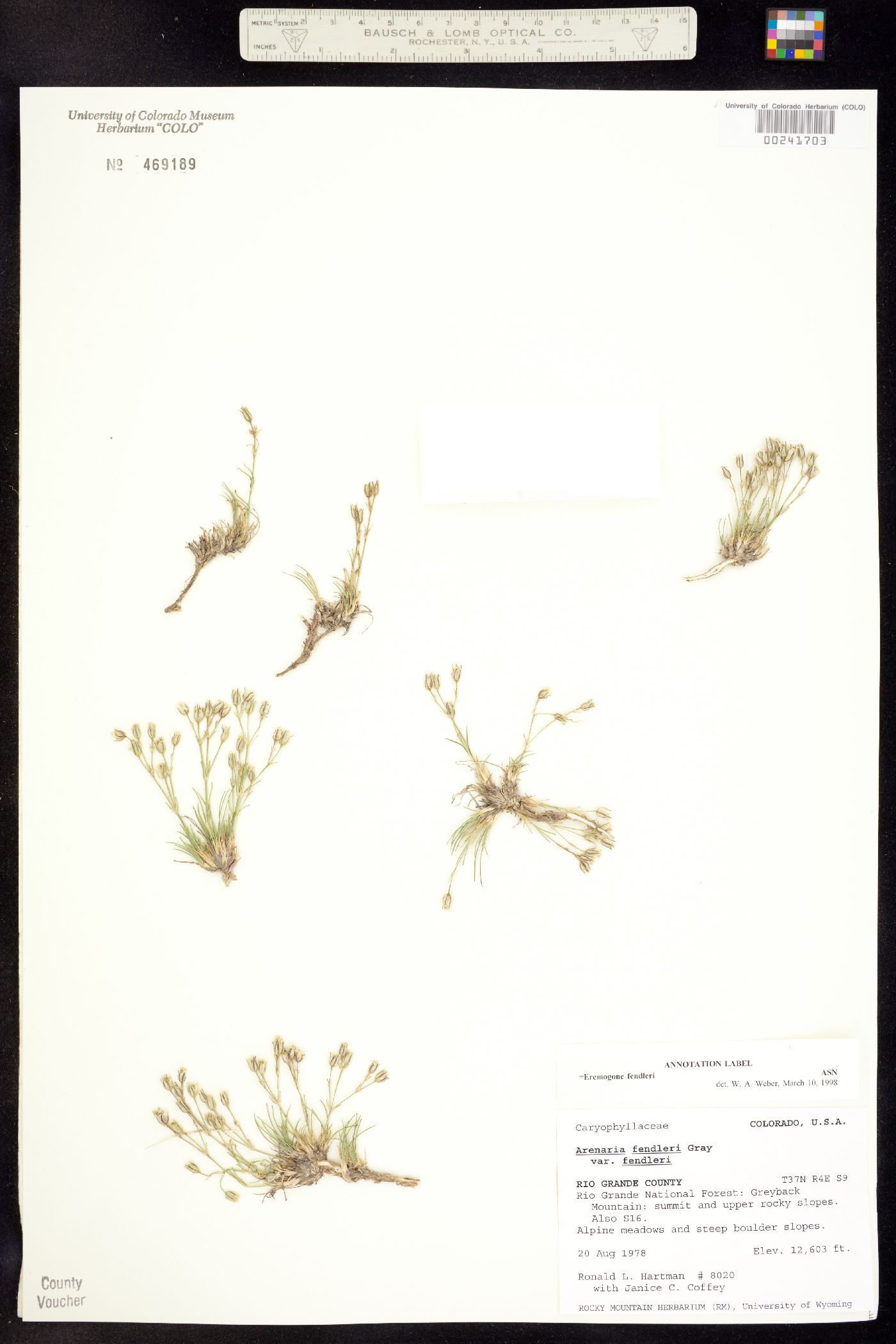 Eremogone fendleri image