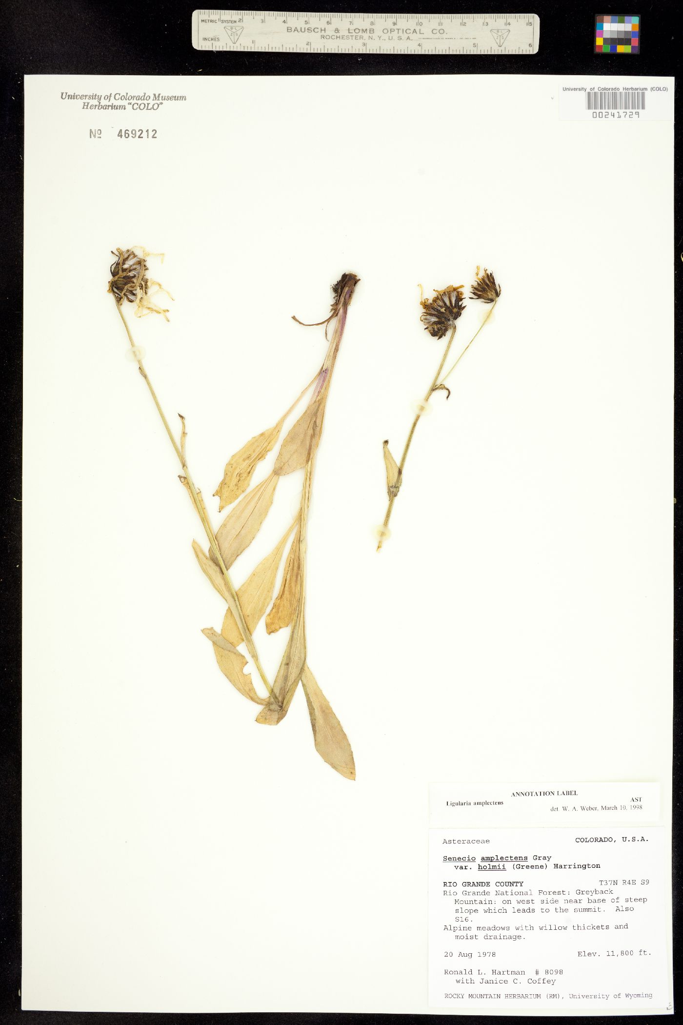 Ligularia image