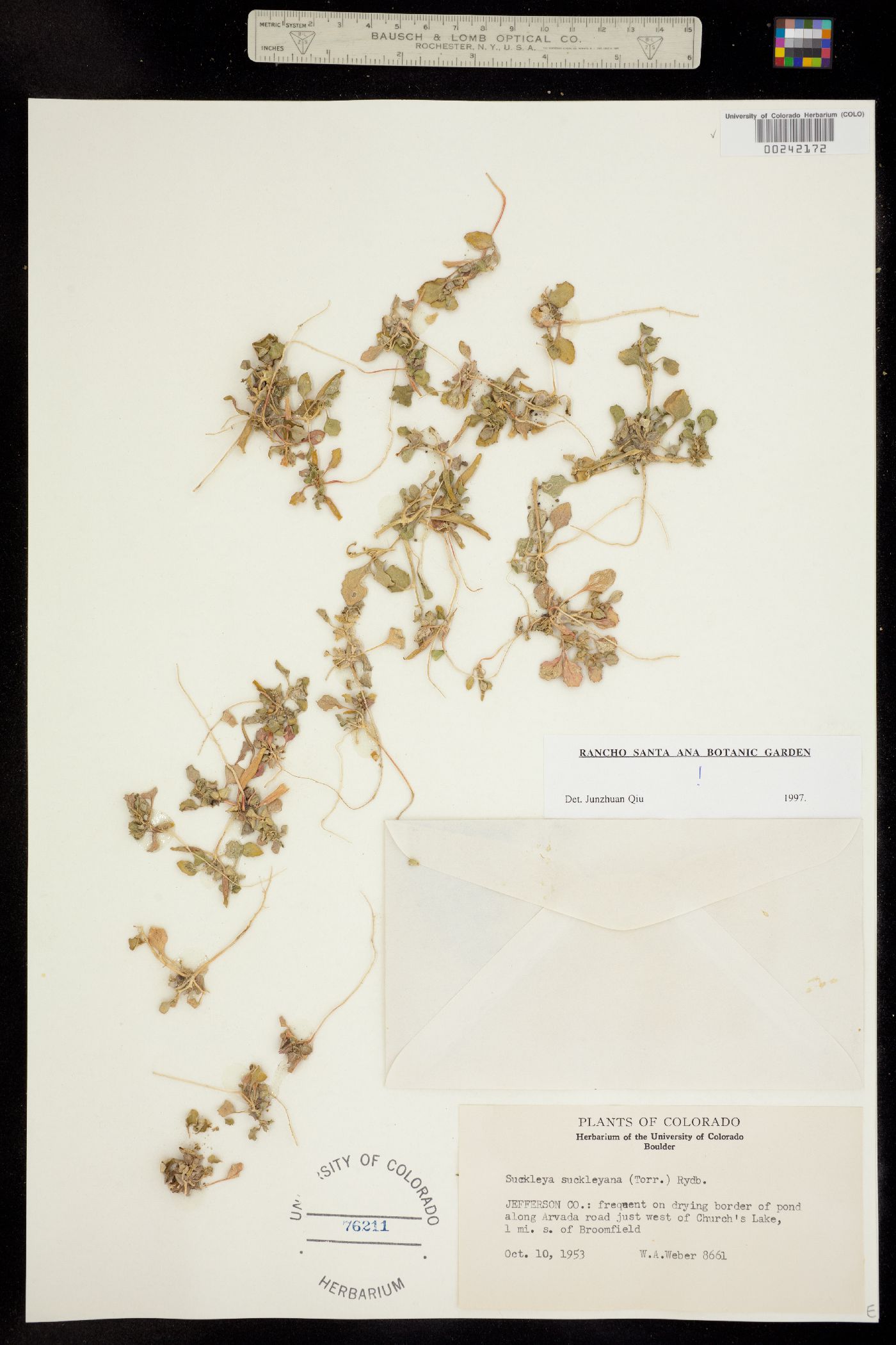 Suckleya suckleyana image