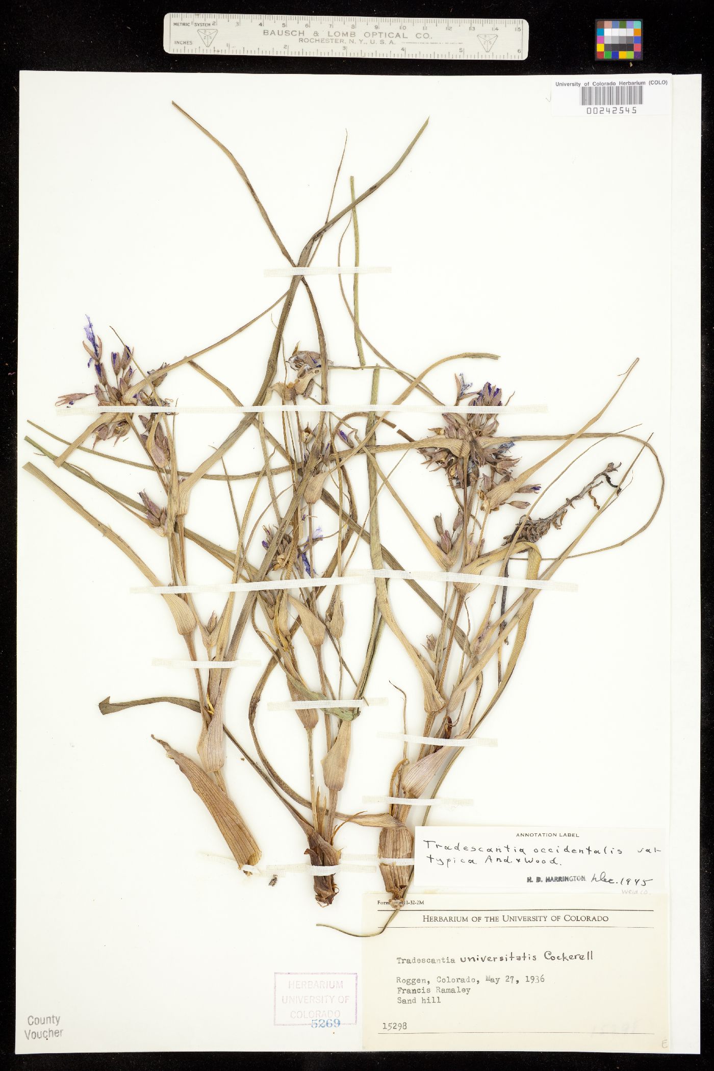 Tradescantia occidentalis var. scopulorum image