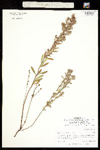 Image of Crocanthemum bicknellii