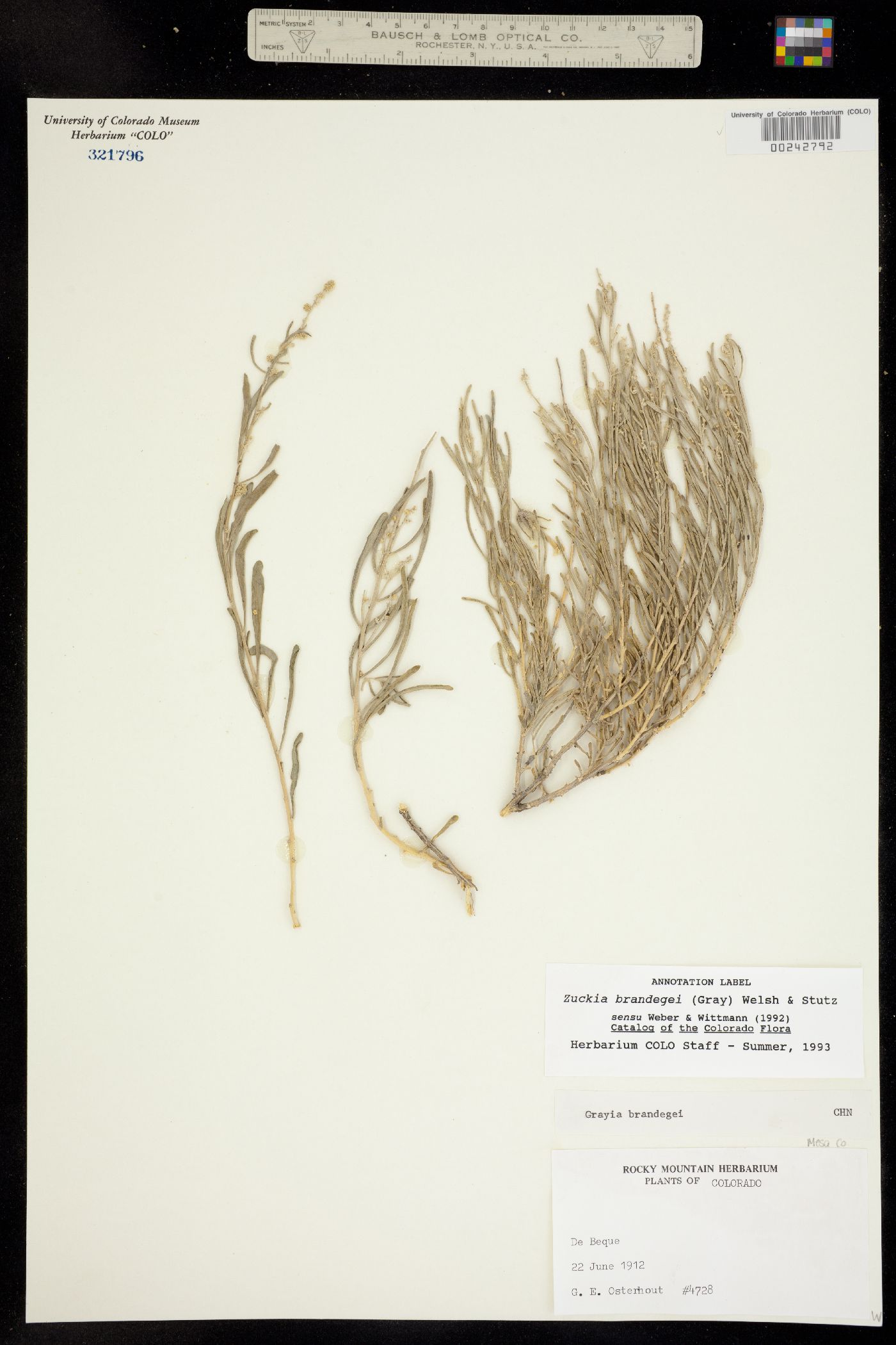Zuckia brandegei image