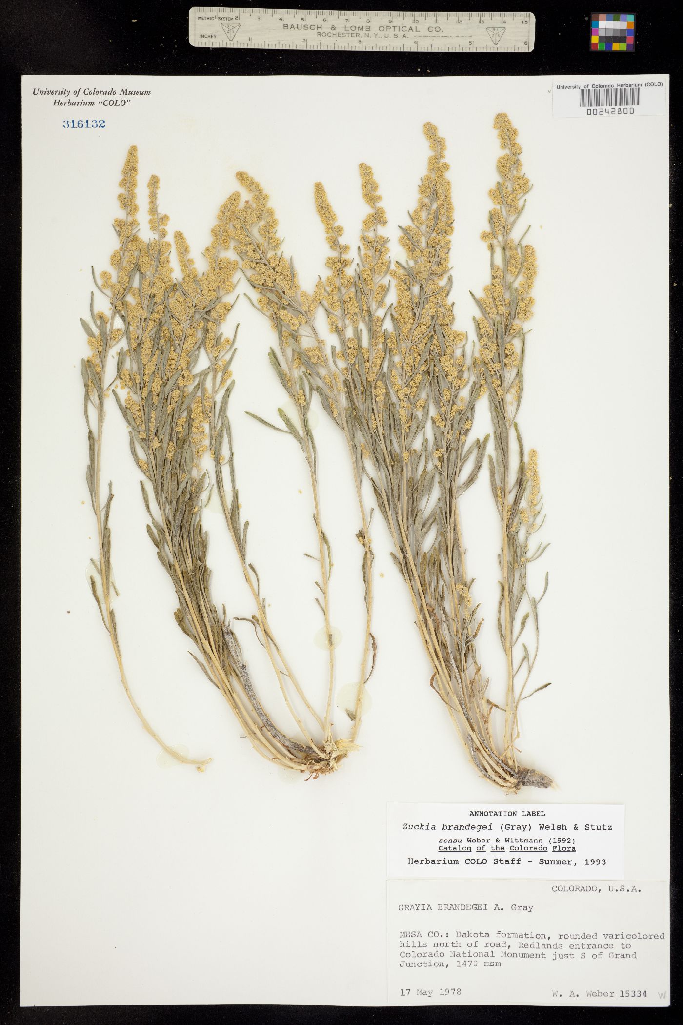Zuckia brandegei image
