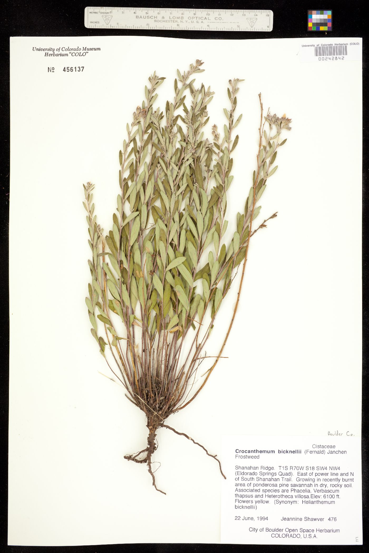 Helianthemum bicknellii image