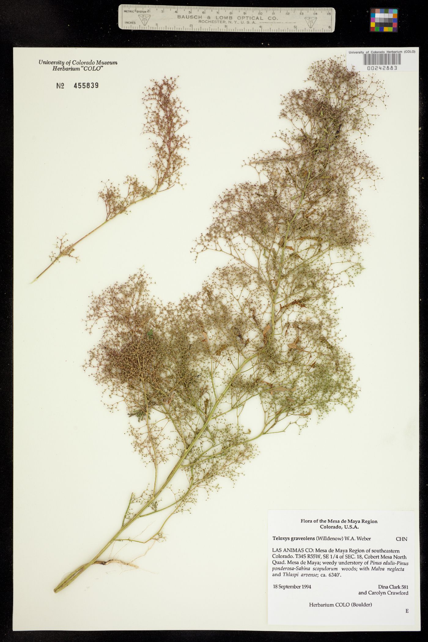 Dysphania graveolens image
