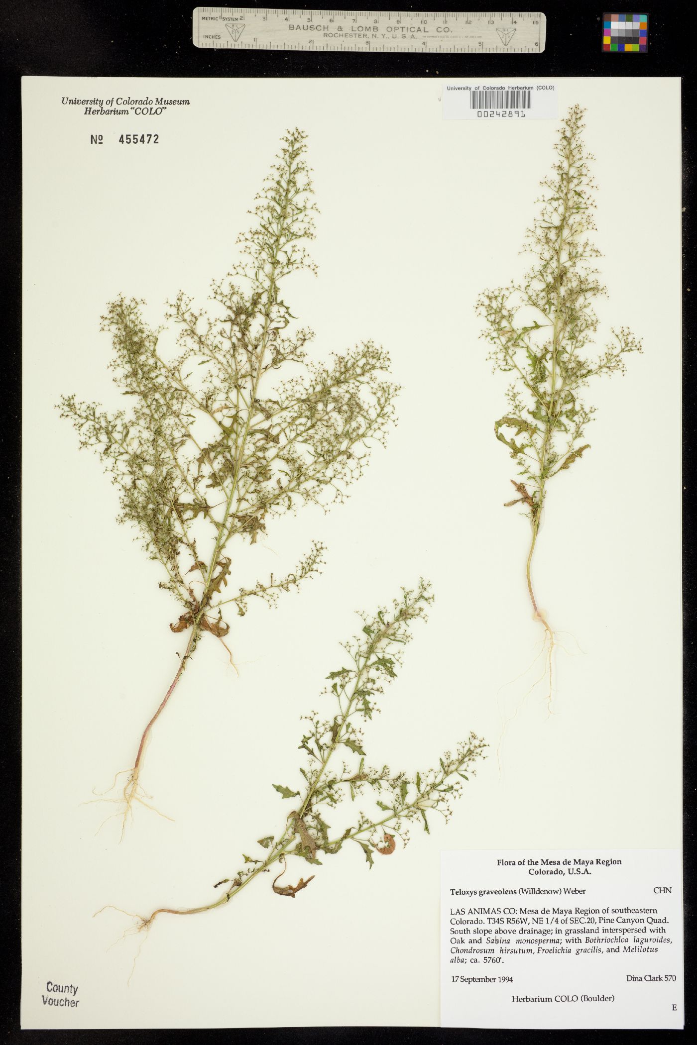 Dysphania graveolens image