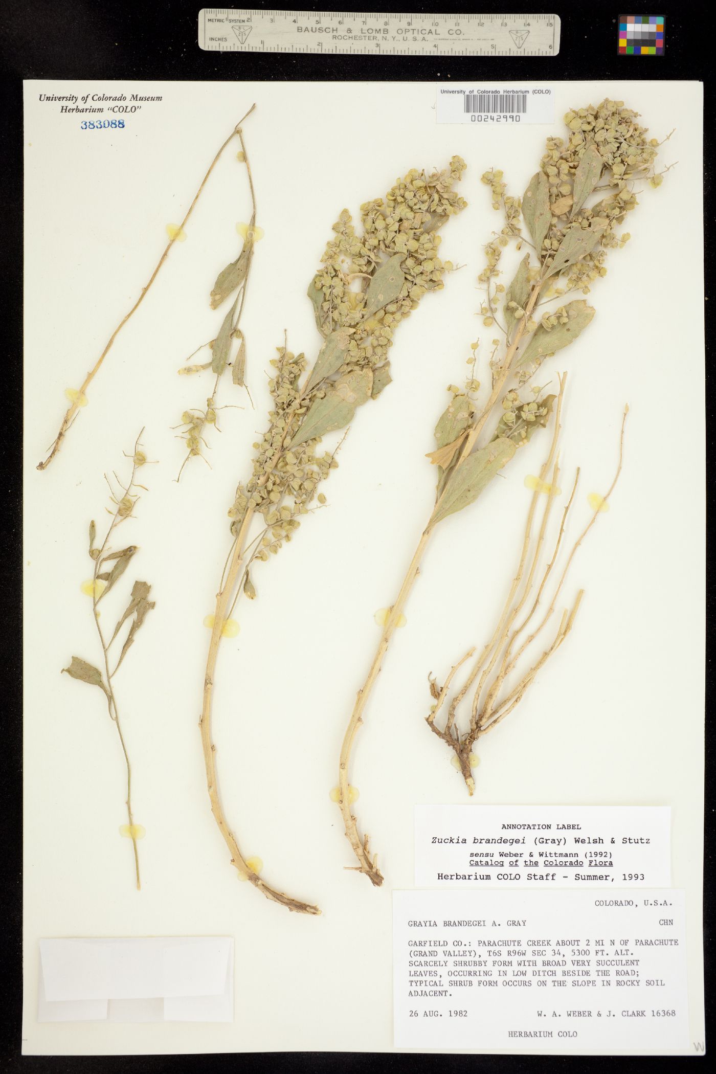 Zuckia brandegei image