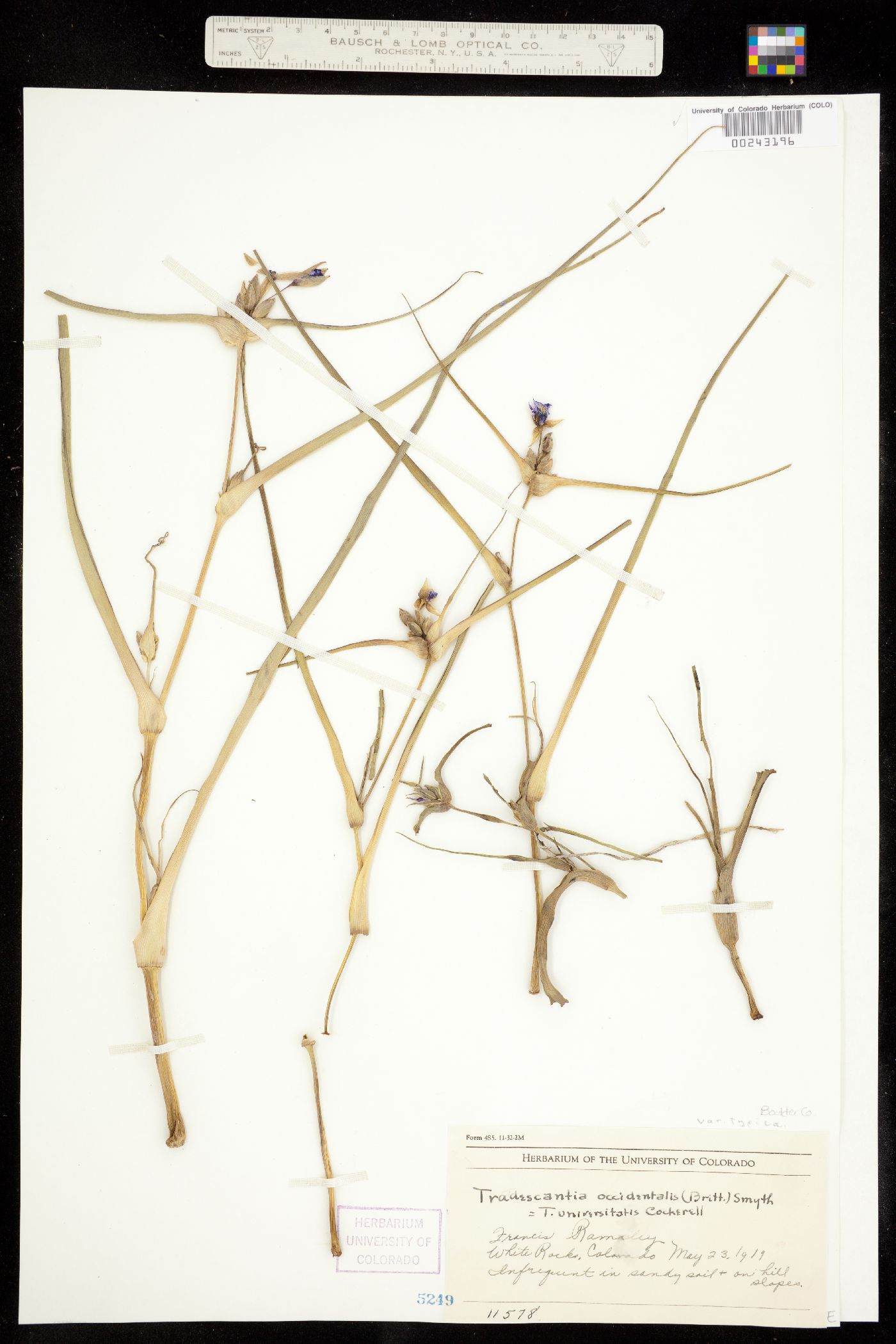 Tradescantia image