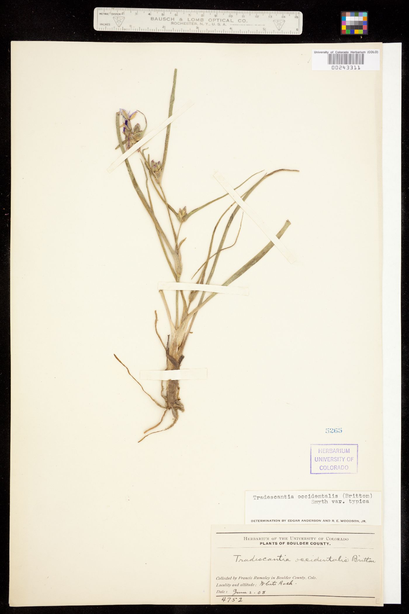 Tradescantia occidentalis image