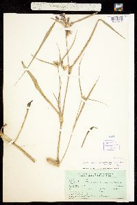 Tradescantia occidentalis var. scopulorum image