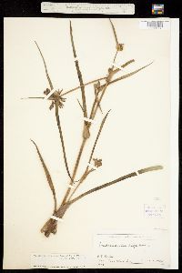 Tradescantia occidentalis var. scopulorum image