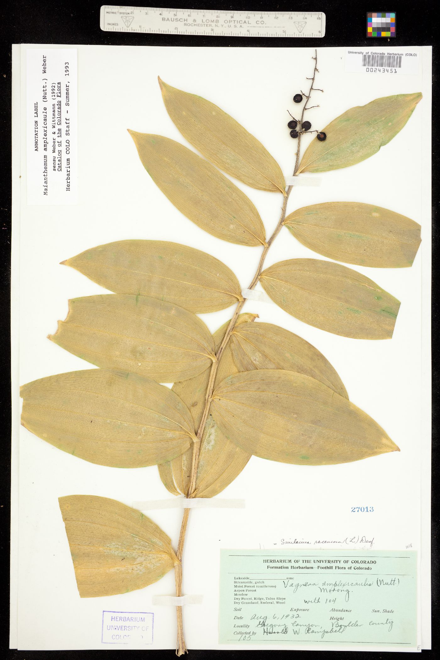 Maianthemum racemosum ssp. amplexicaule image