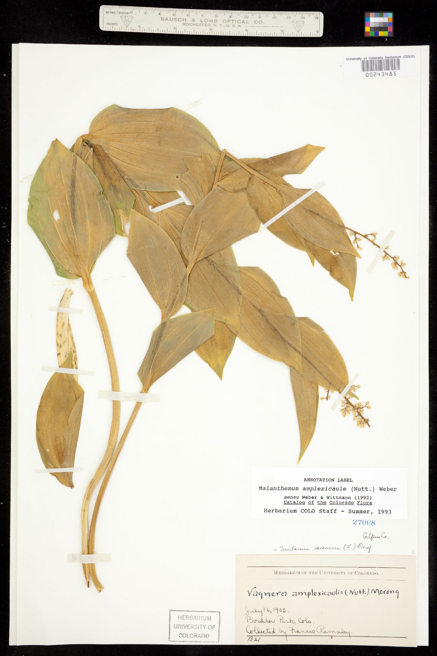 Maianthemum racemosum ssp. amplexicaule image