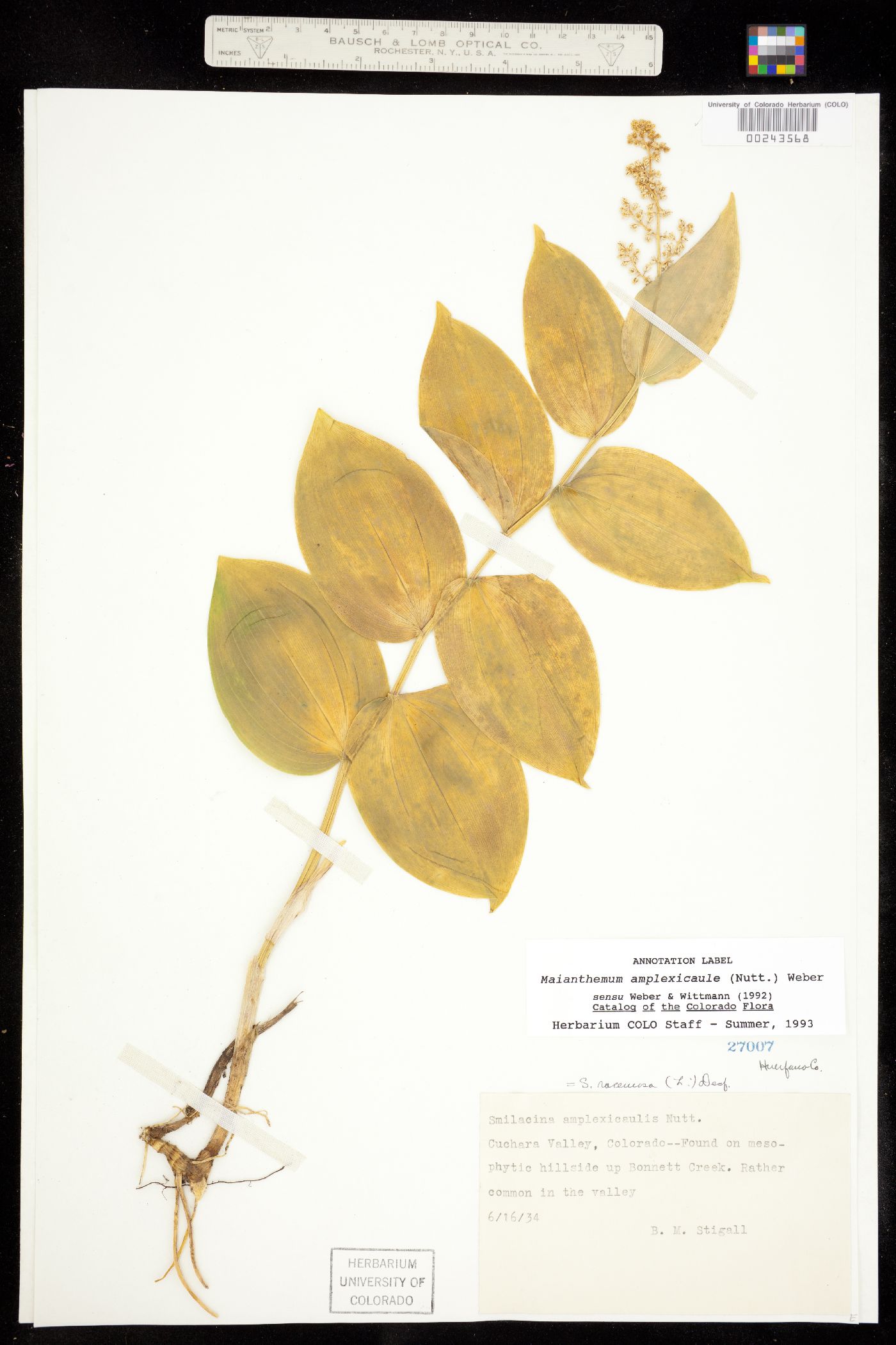 Maianthemum racemosum ssp. amplexicaule image