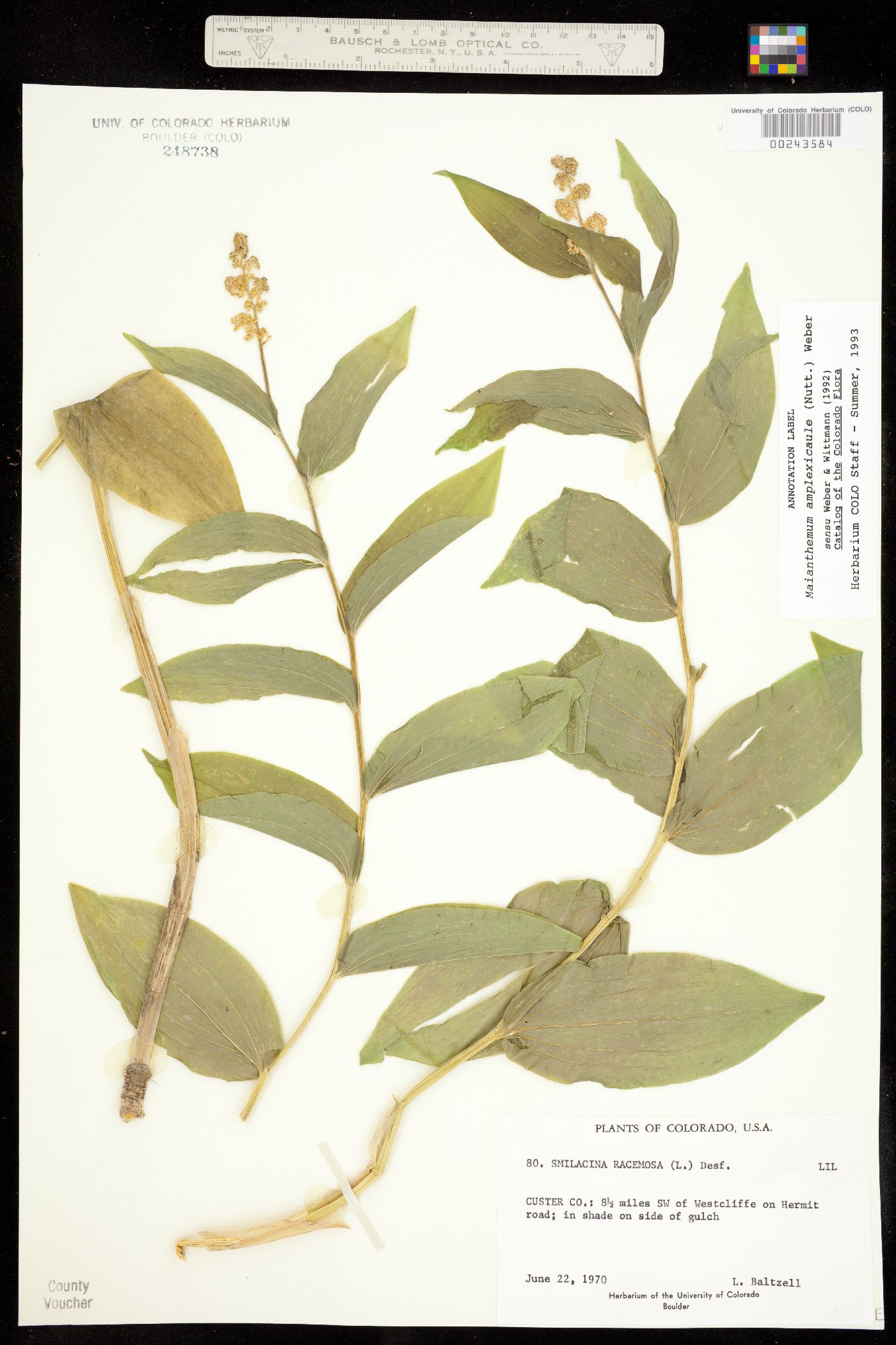 Maianthemum racemosum image