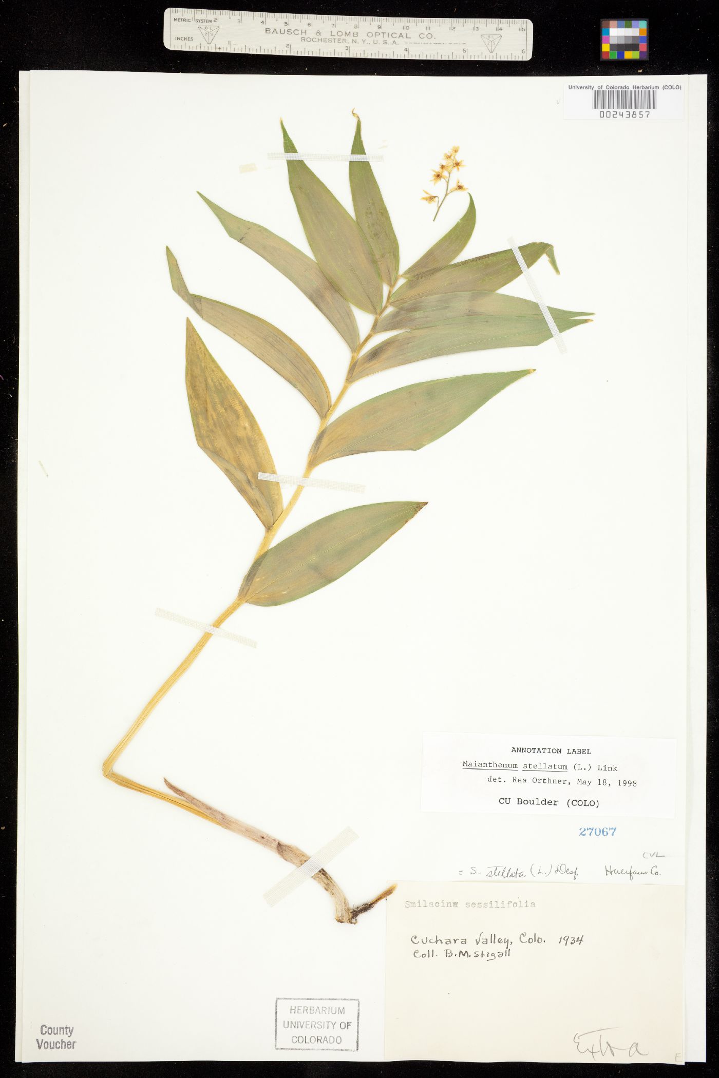 Maianthemum stellatum image