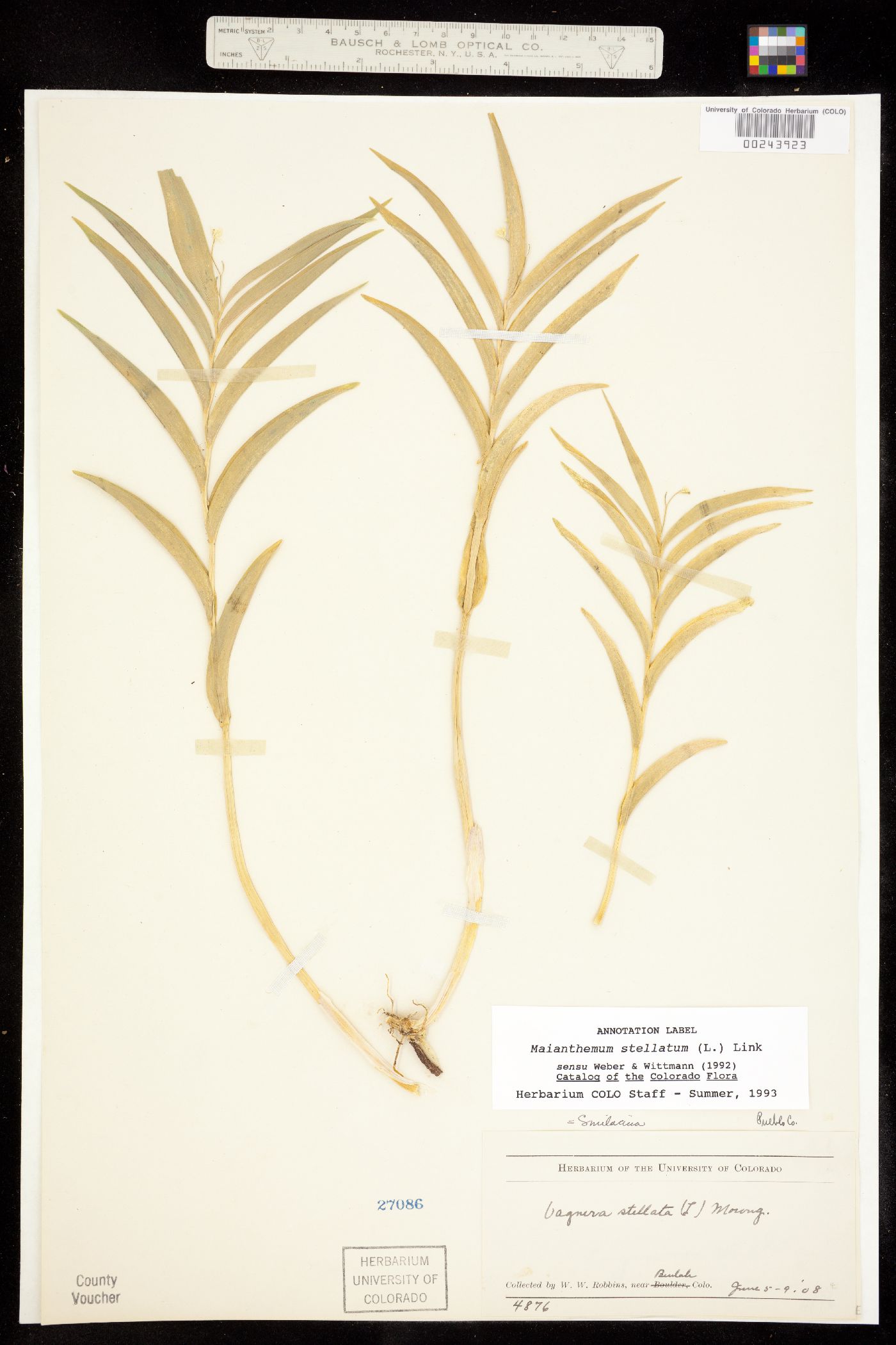 Maianthemum stellatum image
