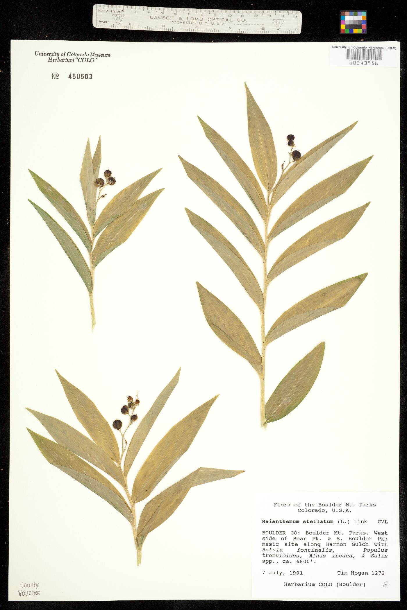 Maianthemum image