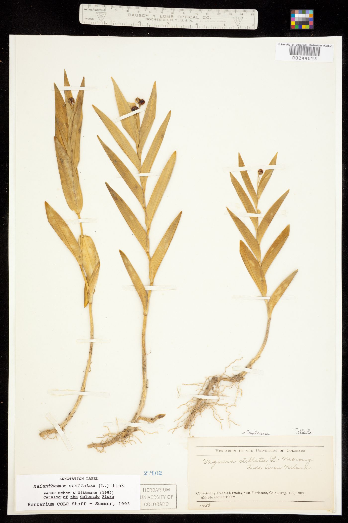 Maianthemum image