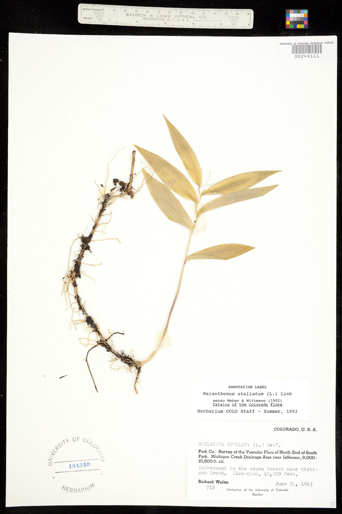 Maianthemum stellatum image