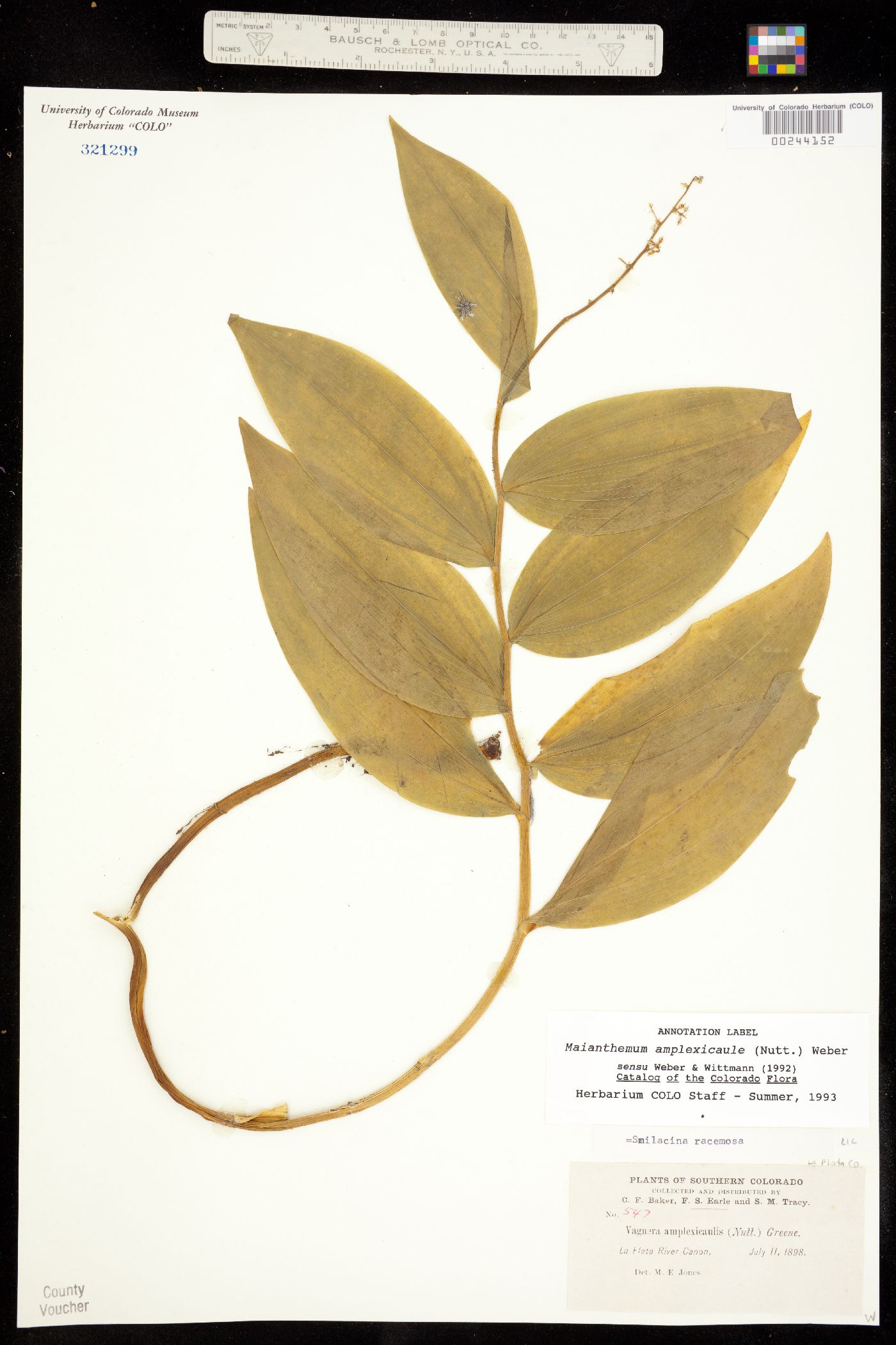 Maianthemum image