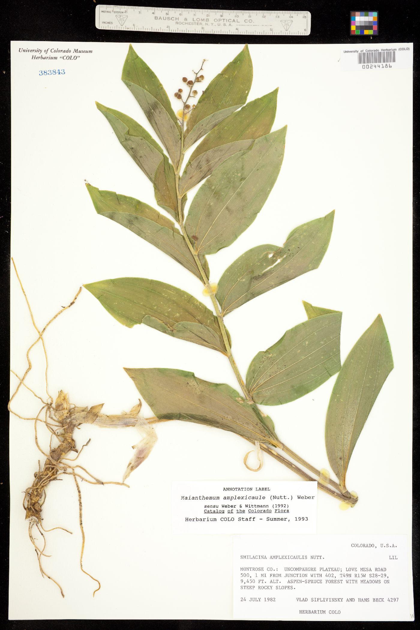 Maianthemum racemosum ssp. amplexicaule image